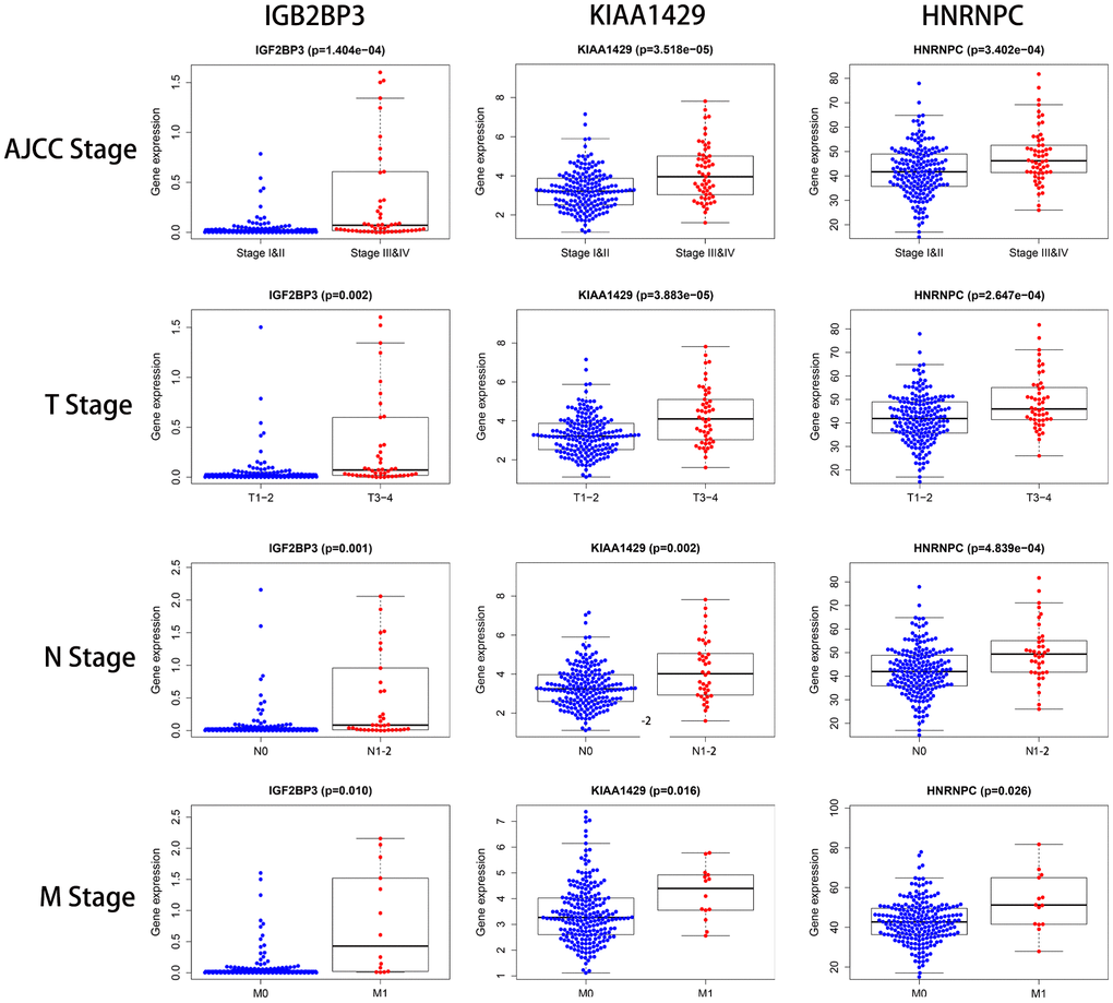 The relationship between the expression levels of the three prognostic signature-related genes and the clinicopathological features in KIRP patients. The dot plots show the expression of IGF2BP3, KIAA1429 and HNRNPC genes in KIRP patients belonging to AJCC stages (I&II vs. III&IV), T stages (T1-2 vs. T3-4), N stages (N0 vs. N1-2), and M stages (M0 vs. M1). The p values are shown in parenthesis. As shown, higher expression of the three prognostic-risk related genes correlated with higher AJCC, T, N, and M stages.