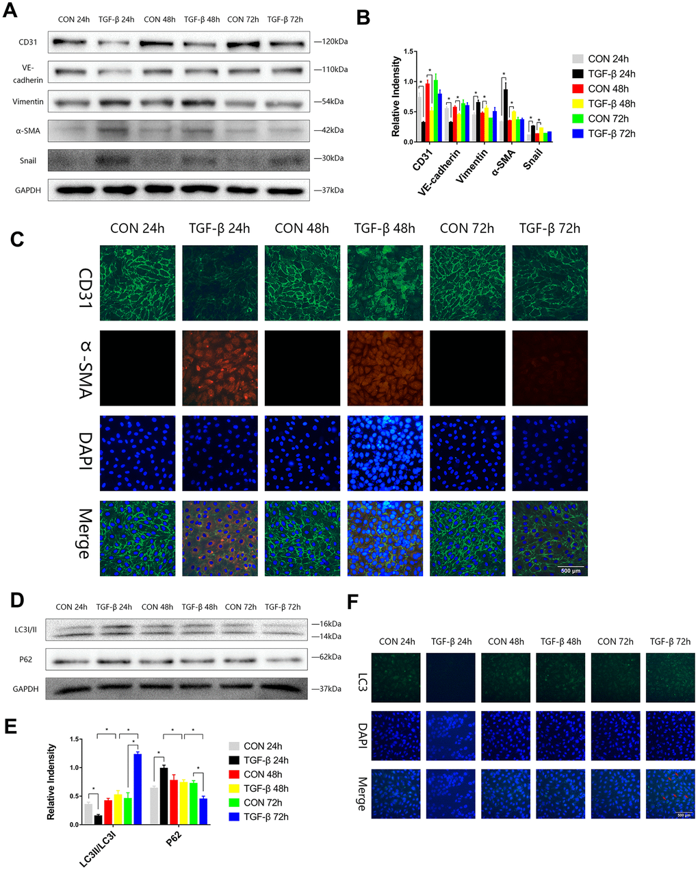 The autophagy level was changed during TGF-β-induced EndMT. (A, B) HUVECs were exposed to TGF-β (20 ng/ml) for 24, 48 and 72 h. Endothelial and mesenchymal markers were assessed using antibodies against CD31, VE-cadherin, Vimentin, α-SMA and Snail via Western blot. (C) Representative images (Scale bars= 500 μm) of immunofluorescence after staining of CD31 and α-SMA 24, 48 and 72 h after TGF-β stimulation. (D, E) Immunoblots were probed for autophagy markers LC3-II/LC3-I and p62 of cell lysates harvested from HUVECs treated with TGF-β for 24, 48 and 72 h. (F) Representative fluorescence microphotographs (Scale bars= 500 μm) of HUVECs immunostained for LC3. Bar graphs represent data that were from three independent experiments, and data represent the means±SEM. Unpaired T test (*P