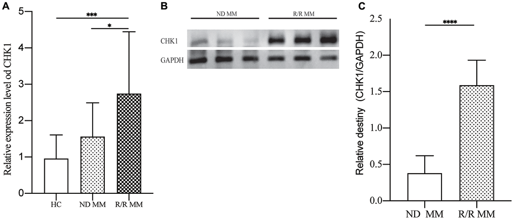 Verification of CHK1 expression in HC, ND MM, and R/R MM samples. (A) mRNA expression of CHK1 in HC, NDMM and R/R MM samples were analyzed using qRT-PCR. The mRNA expression level of CHK1 was showed by relative expression level. (B) Western blot analysis of the protein expression of CHK1 in ND MM, and R/R MM samples. (C) Results of western blot analysis showing a drastic increase in R/R MM. P