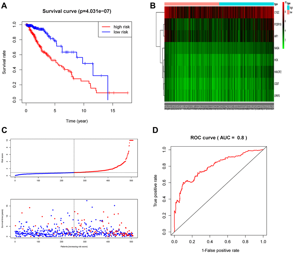 Prognostic analysis of the TCGA cohort. (A) Kaplan-Meier curve analysis of the high-risk and low-risk groups. (B) Expression patterns of risk genes in the prognostic model. (C) Risk score distribution of patients in the prognostic model and survival status scatter plots for patients in the prognostic model. (D) ROC curve analysis of the prognostic model.