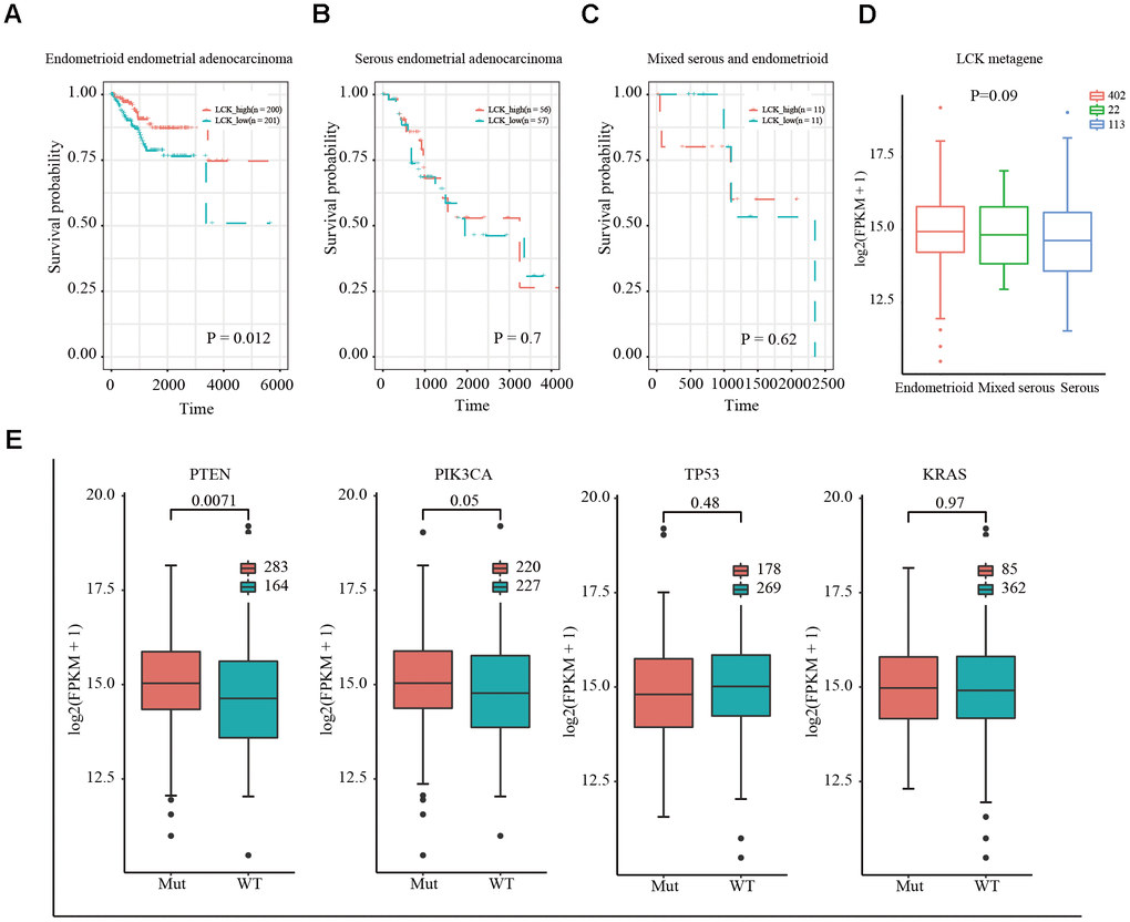 Relationship between LCK metagene gene score and prognosis and gene mutation in endometrial cancer. (A) Survival curves for endometrioid endometrial adenocarcinoma indicated that high expression of LCK metagene correlates with better clinical outcomes. (B) Survival curves for serous endometrial adenocarcinoma. (C) Survival curves for mixed serous and endometrioid. Data were analyzed in KM plotter. (D) LCK metagene scores of patients with different subtypes of endometrial cancer. (E) Somatic mutation data of PTEN, PIK3CA, TP53, and KRAS. Mut: mutant; WT: wild-type. Data are presented as the mean ± SEM. *P P P 