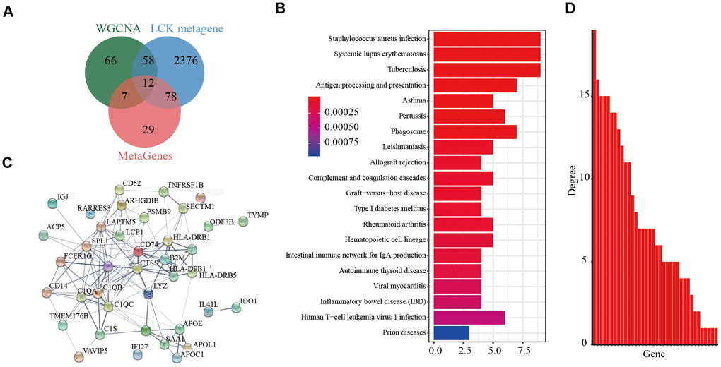 Screening of prognostic markers related to the immune microenvironment of endometrial cancer. (A) Veen diagram analysis showed co-expressed genes significantly associated with LCK metagene. (B) Gene KEGG pathway enrichment analysis showed 58 genes enriched in 20 pathways. The false discovery rate C) Protein interaction networks of these 58 genes. (D) The degree distribution of nodes in the network.