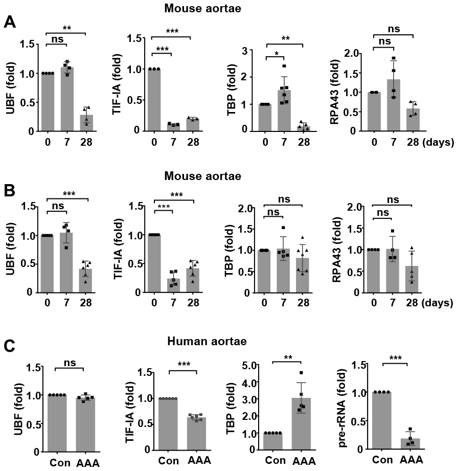 Altered expressions of components of the RNA polymerase I (Pol I) machinery in animal and human abdominal aortic aneurysm (AAA) tissues. (A) Real-time PCR results showing time-dependent changes of various Pol I components in wild type mouse abdominal aortas with CaCl2/phosphate-induced AAA (n = 3 - 6). (B) Real-time PCR results showing time-dependent changes of various Pol I components in apolipoprotein E (ApoE)-/- mouse abdominal aortas with angiotensin II-induced AAA (n = 4 - 7). (C) Real-time PCR results showing changes in the expression of various Pol I components and pre-rRNA in human AAA tissues as compared to normal aortas (Con) (n = 4 - 6). The level of 45S pre-rRNA was normalized with the total 18S mature rRNA. For other genes, GAPDH or β-actin was used as the housekeeping gene. Dot blot-combined bar graphs represented mean ± S.D. * P P P t-test or one-way ANOVA as appropriate. The n number represents biological replications (same for all figures). ns, no significance.