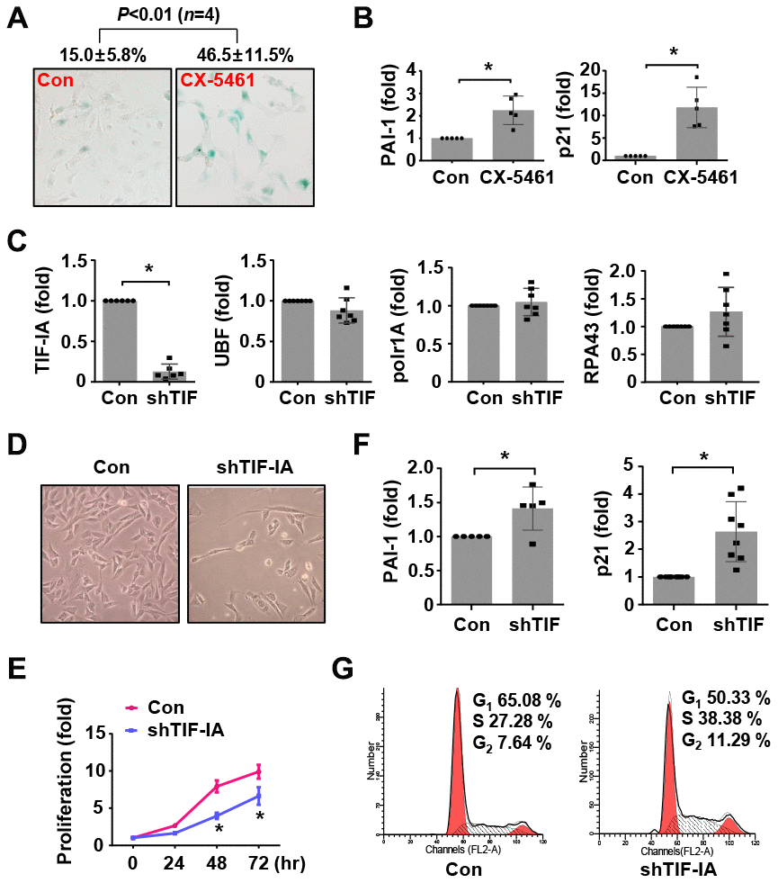 Nucleolar stress caused a senescence-like phenotype in murine vascular SMCs (MOVAS). (A) CX-5461 treatment (0.5 μM for 5 days) increased the number of β-galactosidase (β-Gal) positive cells (blue color). The numeric data were shown on top. (B) Real-time PCR results showing the expression levels of plasminogen activator inhibitor (PAI)-1 and p21Cip1 in control and CX-5461-treated (0.5 μM for 48 hr) cells (n = 5). (C) Real-time PCR results showing the effects of TIF-IA-targeting short hairpin RNA (shTIF) on the expressions of TIF-IA and unrelated Pol I components (n = 6 - 7). (D) Changed morphology of shTIF-IA-treated cells comparing to control cells. (E) Proliferation of control and shTIF-IA-treated cells assessed by CCK-8 assay (n = 3). (F) Changes in the mRNA levels of PAI-1 and p21Cip1 in shTIF-IA-treatment cells (n = 5 - 8). (G) Flow cytometry data showing G2/M blockade and S phase delay in shTIF-IA-treated cells. Data were expressed as mean ± S.D. * P t-test. Flow cytometry assays were repeated at least 3 times.