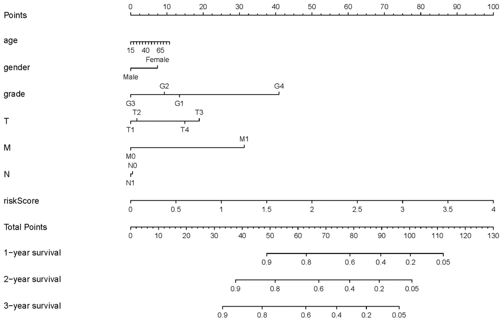 Nomogram for predicting the survival of patients with HCC. A straight line was drawn up to the axis labeled Points to determine the corresponding points. This process was repeated for each of the remaining axes, drawing a straight line each time to the Points axis. The points received for each predictive variable were added and this number was located on the Total Points axis. A straight line was drawn down from the Total Points to the 1-, 2- and 3-year survival axes to determine the predicted survival probabilities of patients.