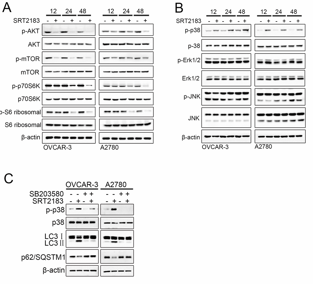 SRT2183 inhibits AKT/mTOR/p70S6K pathway and actives p38 MAPK signaling pathway. OVCAR-3 and A2780 cells were treated by 1 μM SRT218 for 12 h, 24 h, or 48 h. (A) The activities of AKT/mTOR/p70S6K pathway and (B) MAPK pathway were evaluated by western blot. (C) In order to evaluate if SRT2183 induce the autophagy by p38 signaling pathway, the cells were treated by SB203580, a traditional inhibitor of p38 MAPK signaling pathway. All experiments were repeated for three times.