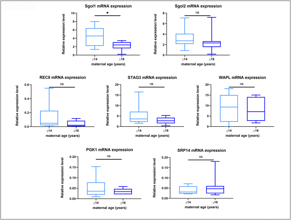 Box plot showing mRNA expression for housekeeping genes and target genes in oocytes from young (≤14 years) and old (≥16 years) mares. The boxes show the interquartile range, with the median value indicated by the horizontal line; whiskers show the range. *P 