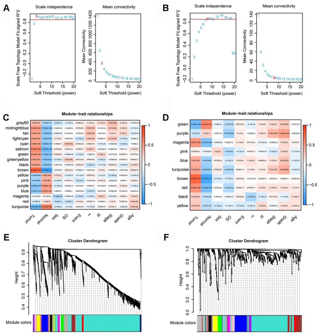 WGCNA. (A) Determination of the soft-thresholding power in the lncRNA/mRNA WGCNA. (B) Determination of the soft-thresholding power in the miRNAs WGCNA. (C) Module-trait associations of lncRNAs and mRNAs were evaluated by correlations between MEs and clinical traits. (D) Module-trait associations of miRNAs were evaluated by correlations between MEs and clinical traits. (E) Clustering dendrogram of lncRNAs and mRNAs. (F) Clustering dendrogram of miRNAs.