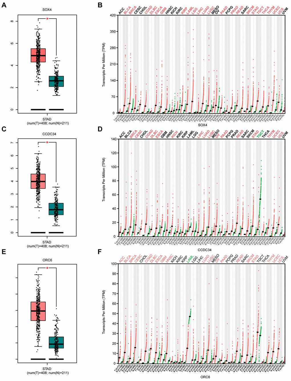 Analysis of 3 survival-related mRNAs in the GEPIA2 database. (A) Box plot of SOX4 expression in GA and normal gastric tissues. Red represents tumor tissue, while green represents normal tissue. (B) Dot diagram of SOX4 expression in various cancer tissues and corresponding normal tissues. Red indicates high expression, while green indicates low expression (C). Box plot of CCDC34 expression in GA and normal gastric tissues. (D) Dot diagram of CCDC34 expression in various cancer tissues and corresponding normal tissues. (E). Box plot of ORC6 expression in GA and normal gastric tissues. (F) Dot diagram of ORC6 expression in various cancer tissues and corresponding normal tissues. Abbreviations: num, Number; T, Tumor; N, Normal; ACC, Adrenocortical carcinoma; BLCA, Bladder urothelial carcinoma; BRCA, Breast invasive carcinoma; CESC, Cervical squamous cell carcinoma and endocervical adenocarcinoma; CHOL, Cholangiocarcinoma; COAD, Colon adenocarcinoma; DLBC, Diffuse large B-cell lymphoma; ESCA, Esophageal carcinoma; GBM, Glioblastoma multiforme; HNSC, Head and neck squamous cell carcinoma; KICH, Kidney chromophobe; KIRC, Kidney renal clear cell carcinoma; KIRP, Kidney renal papillary cell carcinoma; AML, Acute myeloid leukemia; LGG, Low grade glioma; LIHC, Liver hepatocellular carcinoma; LUAD, Lung adenocarcinoma; LUSC, Lung squamous cell carcinoma; MESO, Mesothelioma; OV, Ovarian serous cystadenocarcinoma; PAAD, Pancreatic adenocarcinoma; PCPG, Pheochromocytoma and paraganglioma; PRAD, Prostate adenocarcinoma; READ, Rectum adenocarcinoma; SARC, Sarcoma; SKCM, Skin Cutaneous Melanoma; STAD, Stomach adenocarcinoma; TGCT, Testicular germ cell tumors; THCA, Thyroid carcinoma; THYM, Thymoma; UCEC, Uterine corpus endometrial carcinoma; UCS, Uterine carcinosarcoma; UVM, Uveal melanoma.