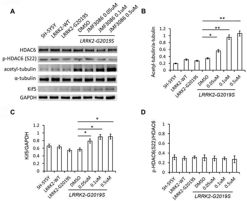 JMF3086 increased tubulin acetylation and kinesin-1 (kif5) expression. (A) Western blot of total and phosphorylated HDAC6, a-tubulin, acetyl-tubulin, and kinesin kif5 protein in stably transfected LRRK2-G2019S SH-SY5Y cells after treatment with different concentrations of JMF3086. (B) Quantification of the effects of JMF3086 on the ratio of acetyl-tubulin to total a-tubulin. The relative expression of acetyl-tubulin to total a-tubulin in SH-SY5Y controls, LRRK2-WT, and LRRK2-G2019S after treatment with DMSO solvent, 0.05 μM, 0.1 μM, and 0.5 μM JMF3086 was 0.19±0.02, 0.31±0.05, 0.27±0.03, 0.35±0.04, 0.56±0.08, 0.95±0.10, and 1.01±0.13, respectively. P=0.04 for LRRK2-G2019S with DMSO solvent vs. LRRK2-G2019S with 0.05 μM JMF3086; P=0.009 for LRRK2-G2019S with DMSO solvent vs. LRRK2-G2019S with 0.1 μM JMF3086; P=0.008 for LRRK2-G2019S with DMSO solvent vs. LRRK2-G2019S with 0.5 μM JMF3086, all one-way ANOVA. (C) Quantification of the effects of JMF3086 on Kif5 expression. The expression of Kif5 relative to GAPDH in SH-SY5Y controls, LRRK2-WT, and LRRK2-G2019S after treatment with DMSO solvent, 0.05 μM, 0.1 μM, and 0.5 μM JMF3086 was 0.66±0.05, 0.63±0.06, 0.54±0.04, 0.56±0.05, 0.79±0.08, 0.89±0.09, and 0.91±0.10, respectively. P=0.04 for LRRK2-G2019S with DMSO solvent vs. LRRK2-G2019S with 0.05 μM JMF3086; P=0.03 for LRRK2-G2019S with DMSO solvent vs. LRRK2-G2019S with 0.1 μM JMF3086; P=0.03 for LRRK2-G2019S with DMSO solvent vs. LRRK2-G2019S with 0.5 μM JMF3086, all one-way ANOVA. (D) Quantification of the effects of JMF3086 on the ratio of p-HDAC6 (Ser22) to total HDAC6. The relative expression of p-HDAC6 to total HDAC6 in SH-SY5Y controls, LRRK2-WT, and LRRK2-G2019S after treatment with DMSO solvent, 0.05 μM, 0.1 μM, and 0.5 μM JMF3086 was 0.31±0.05, 0.29±0.04, 0.31±0.03, 0.30±0.06, 0.29±0.05, 0.28±0.03, and 0.27±0.07, respectively. All experiments were repeated three times. Data represent mean ± SEM. *PP