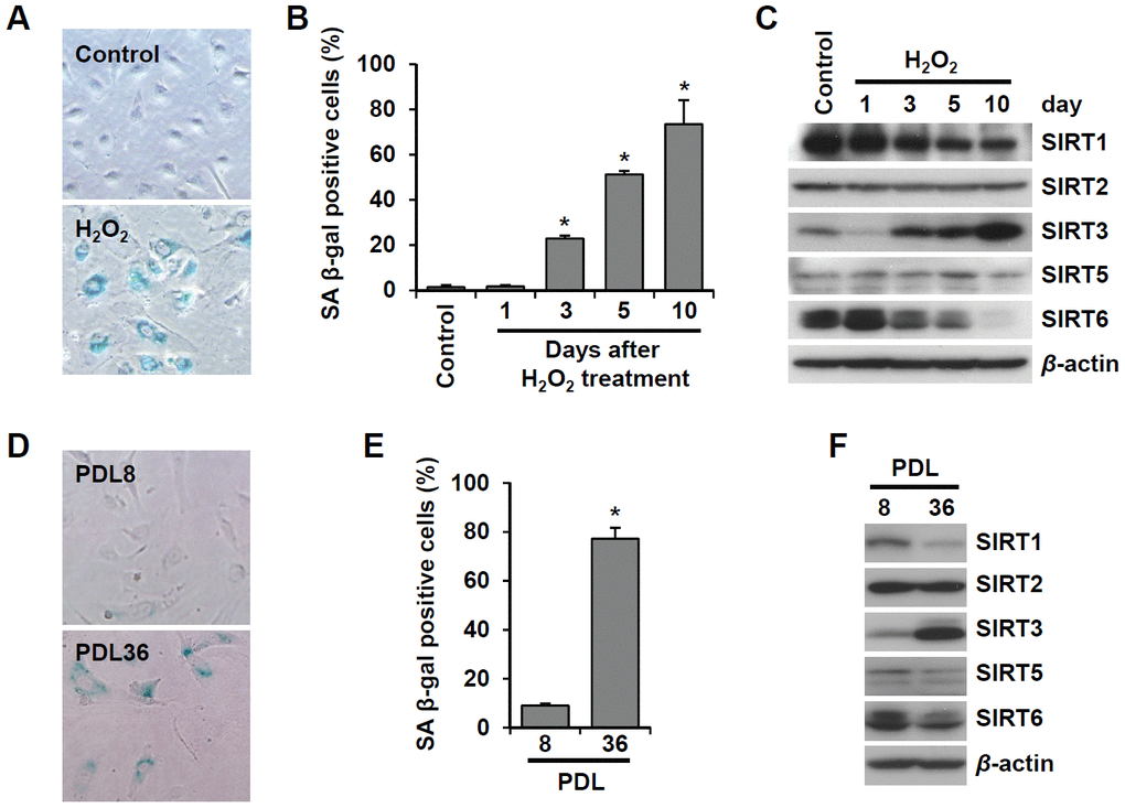 SIRT6 expression is inhibited in endothelial cells during oxidative stress-induced or replicative senescence. (A) Representative image of SA β-gal-positive HUVECs 10 d after the addition of H2O2 (200 μM). (B) The percentage of SA β-gal-positive senescent HUVECs that were treated with 200 μM H2O2 for 1 h and then cultured for the indicated time to generate oxidative stress-induced senescence. The data represent the mean percentage ± SD (n = 3). *P C) Western blot images to analyze the expression of SIRT1, SIRT2, SIRT3, SIRT5, and SIRT6 in HUVECs at 1, 3, 5, or 10 d after addition of H2O2 (200 μM). (D) SA β-gal staining images for young (PDL8) and old (PDL36) cells. (E) The percentage of SA β-gal-positive HUVECs that were passaged to induce replicative senescence. The data are shown as the mean ± SD (n = 3). *P F) The expression of SIRTs in young and old HUVECs. An antibody recognizing β-actin was used as a loading control.