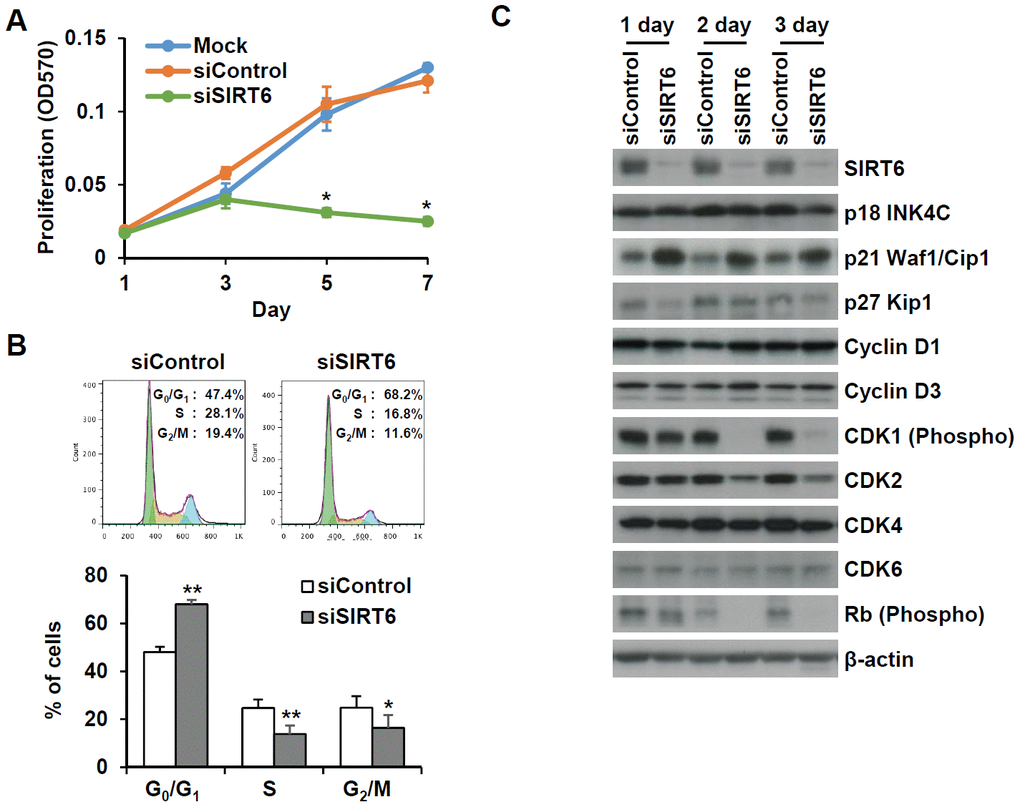 SIRT6 knockdown significantly induces cell proliferation in endothelial cells. (A) MTT assay showing the effect of SIRT6 knockdown on endothelial cell proliferation. HUVECs were transfected with 25 nM control or SIRT6 siRNA and incubated for the indicated number of days. *P B) Cell cycle analysis indicating that SIRT6 siRNA induces cell cycle arrest in endothelial cells. HUVECs were transfected with 25 nM control or SIRT6 siRNA. After 3 d, cells were stained with PI and analyzed using flow cytometry. Graphs show the mean percentage ± SD of cells in G0/G1, S, and G2/M phases. *P P C) Western blot analysis to determine the effect of SIRT6 knockdown on the expression of cell cycle regulators. β-Actin was used as a loading control.