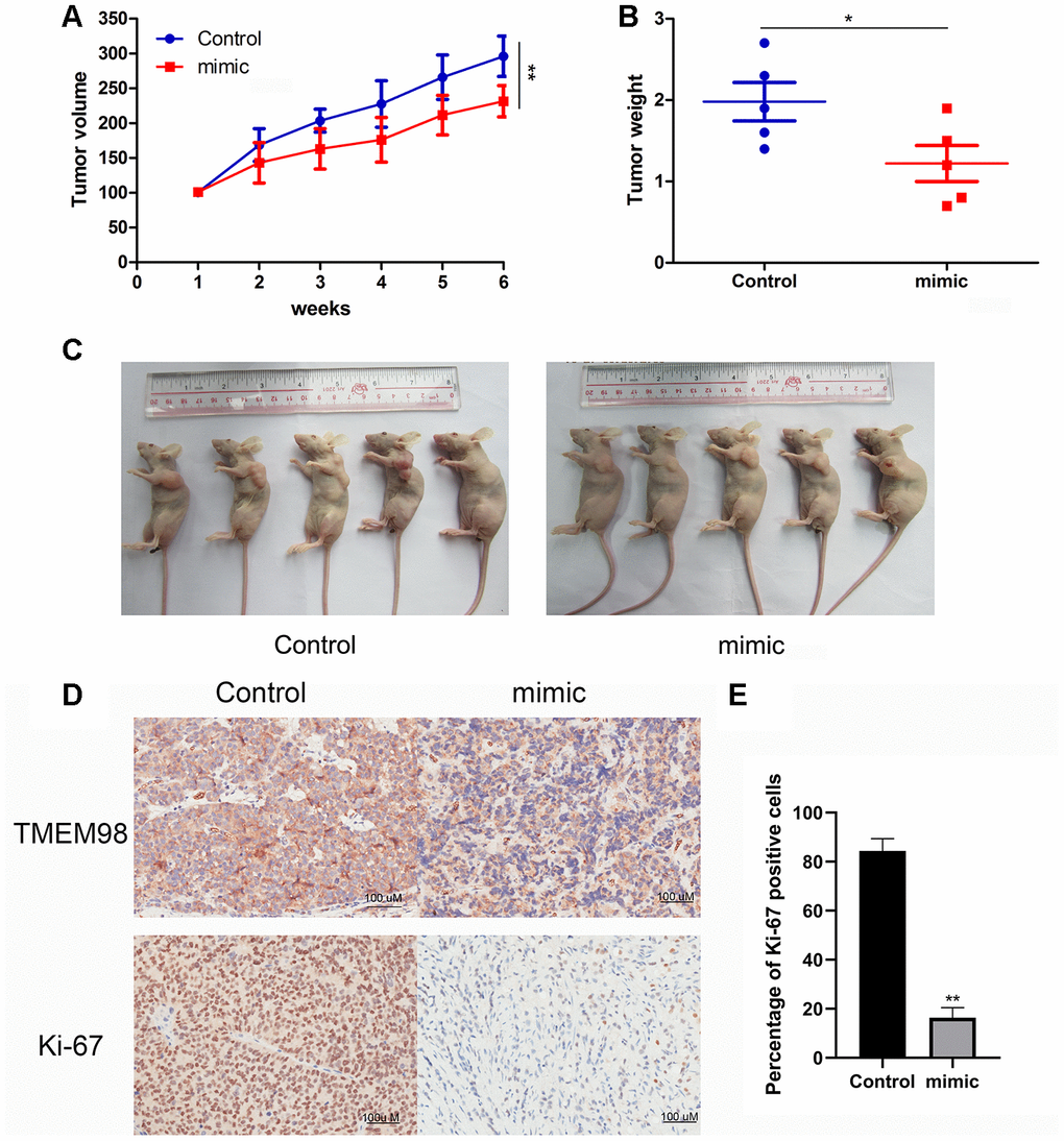 Analysis of a mouse tumor xenograft model of HNSCC. (A) Significantly lower tumor volumes were observed in mice xenografted with HNSCC cells transfected with miR-29c-5p mimic compared with control. (B, C) Tumor weights were significantly lower in mice xenografted with cells transfected with the miR-29c-5p mimic compared with control. (D) Ki67 and TMEM98 expression was detected in tumor tissues formed by xenografted HNSCC cells transfected with the miR-29c-5p mimics. *p E) Bar graph indicates quantitative analysis of the percentage of Ki-67 positive cells in either miR-29c-5p mimic group or control group.