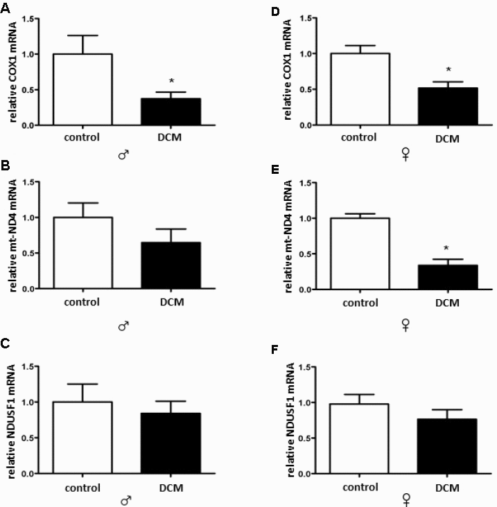 DCM-related alterations in expression of mitochondrial genes in older patients. Real-time PCR analysis for the mitochondrial-encoded genes cox1 (A, B) and mt-nda (C, D) as well as the nuclear-encoded genes ndusf1 (E, F), performed with human cardiac tissue lysates from old control (non-diseased) or DCM men (♂) and women (♀). Data are shown as the mean ± SEM (n= 5).