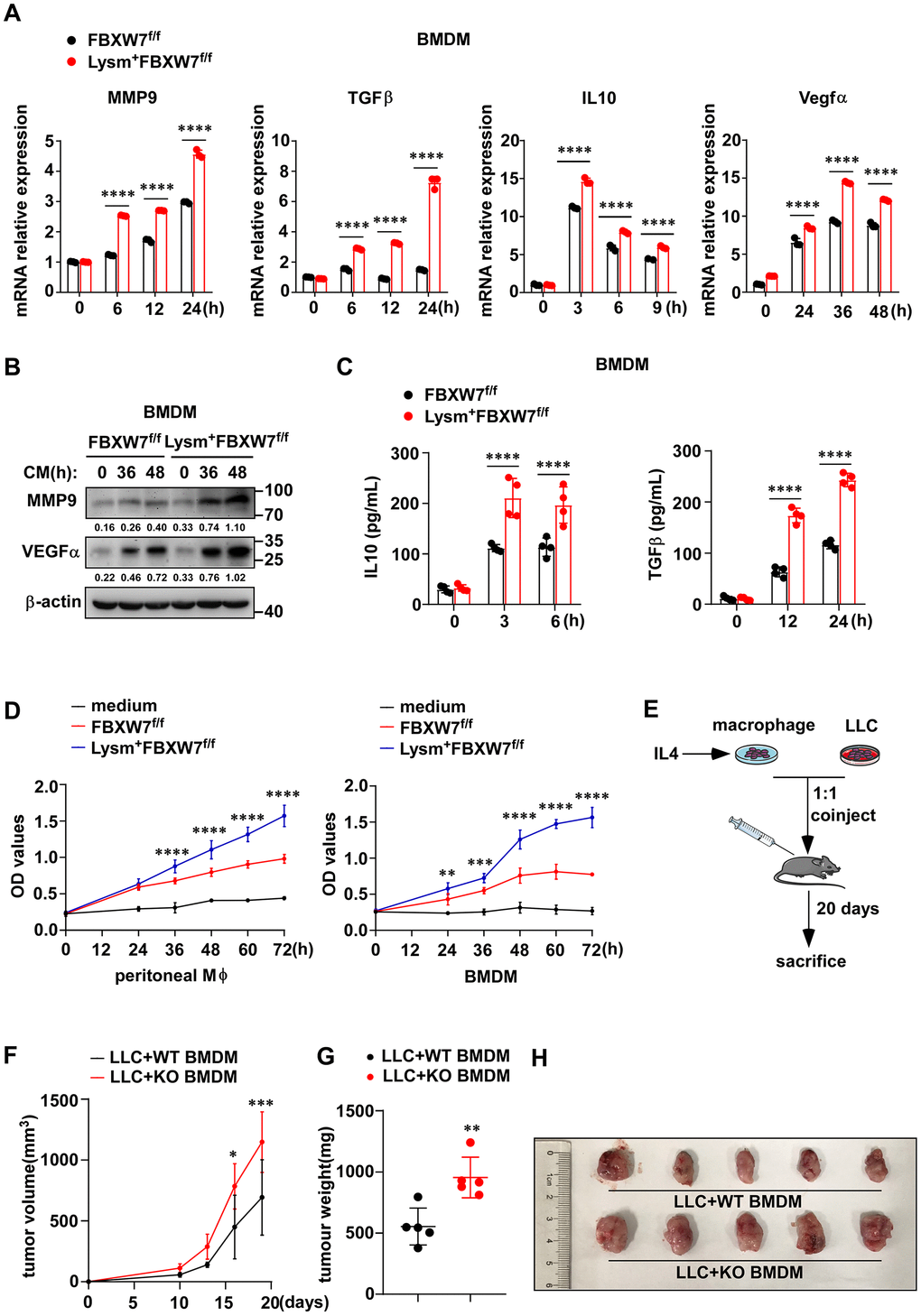 FBXW7 knockout promotes macrophage expressing pro-tumoral factors. (A) BMDMs from FBXW7f/f and Lysm+FBXW7f/f mice were stimulated with conditioned medium, and the mRNA expression of MMP9, IL-10, TGFβ, and VEGFα was examined by qRT-PCR. (B) The protein expression of MMP9 and VEGFα in BMDMs incubated with conditioned medium were detected by immunoblotting. (C) The protein levels of IL10 and TGFβ in the supernatant of BMDMs which co-cultured with LLCs for indicated time were measured by ELISA kit. (D) LLCs were cultured in serum-free RPMI-1640, supernatant from IL-4-induced wild-type or FBXW7-knockout macrophages. The proliferation of LLCs in three groups was measured by MTT assay. (E) Schematic representation of the co-injection experimental approach. IL4-induced BMDMs derived from FBXW7f/f and Lysm+FBXW7f/f mice were mixed with LLCs at a ratio of 1:1 and injected subcutaneously into healthy wild-type C57BL/6 mice. (F, G) The volume (F) and weight (G) of tumors in co-injection mice. (H) The appearance of tumors in two groups inoculated with a mixture of M2 macrophages and LLCs. Data are shown as the mean ± SD and are representative of three independent experiments. *P P P P A, C, D, F) and Student’s t test (G)).