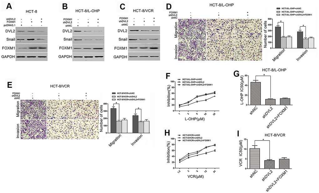 DVL2 was crucial for FOXM1-mediated Snail expression, metastasis, and chemoresistance. Western blotting for the expressions of DVL2, Snail and FOXM1 in HCT-8 cells transfected with pcDNA3.1, pcDNA3.1-FOXM1, or pcDNA3.1-FOXM1 plus shDVL2 for 72 h (A), HCT-8/L-OHP and HCT-8/VCR cells transfected with shNC, shDVL2, or shDVL2 plus pcDNA3.1-FOXM1 for 72 h (B, C) In each case, the blot is representative of immunoblots resulting from three separate experiments. Transwell and matrigel invasion assays for migratory and invasive behaviors (D, E), and MTT assay for oxaliplatin (F, G) or vincristine (H, I) sensitivity and IC50 in HCT-8/L-OHP or HCT-8/VCR cells transfected with shNC, shDVL2, or shDVL2 plus pcDNA3.1-FOXM1 for 72 h, as indicated. Data are expressed as mean ± SD of three independent experiments. *P 