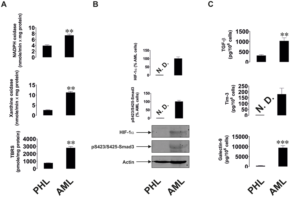 Increased redox status, upregulated HIF-1α and TGF-β/Smad3 pathways as well as Tim-3 and galectin-9 expression in primary human AML cells compared to non-transformed mononuclear leukocytes. Measurements were conducted in primary human AML cells vs primary mononuclear leukocytes obtained from healthy donors. Activities of xanthine oxidase, NADPH oxidase and TBRS levels (A). Levels of accumulated HIF-1α protein and phospho-S423/S425-Smad3 (B). Levels of secreted TGF-β, Tim-3 and galectin-9 measured in cell culture medium (C). Images are from one experiment representative of five which gave similar results. Data are shown as mean values ± SEM of five independent experiments. * - p vs non-transformed (“healthy”) primary human mononuclear leukocytes (abbreviated as PHL – “primary healthy leukocytes”).