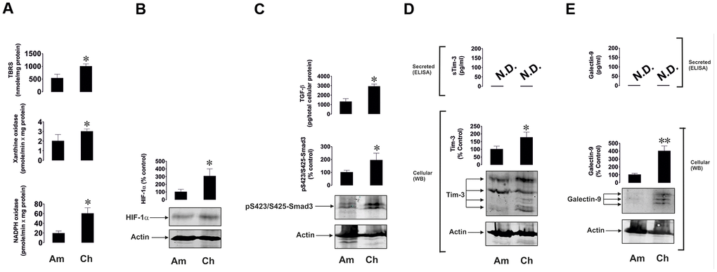Oxidative burst, HIF-1α accumulation, TGF-β/Smad3 pathway and Tim-3/galectin-9 levels are highly upregulated in primary human embryonic cells at early pregnancy stages. Primary human embryonic cells, obtained from amniotic fluid (Am, around 20 - 25 weeks of pregnancy) and chorion (Ch, around 13 weeks of pregnancy), were subjected to measurement of xanthine oxidase and NADPH oxidase activities as well as TBRS levels (A). HIF-1α accumulation (B), secreted TGF-β and cell-associated phospho-S423/S425-Smad3 levels were also analysed (C), as well as levels of cell-associated and secreted Tim-3 (D) and galectin-9 (E). Images are from one experiment representative of seven, which gave similar results. Data are shown as mean values ± SEM of seven independent experiments. * - p vs amniotic cells.