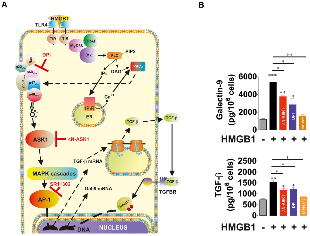 Oxidative stress-induced activation of AP-1 in an ASK1-dependent manner induces TGF-β and galectin-9 expression. THP-1 cells were treated with the Toll-like receptor 4 (TLR4) ligand, high mobility group box 1 (HMGB1), for 24 h. TLR4 mediates activation of NADPH oxidase using myeloid differentiation factor 88 (MyD88), TLR4 TIR domain-associated protein (TIRAP) and Bruton’s tyrosine kinase (Btk). Activation of Btk by MyD88 and TIRAP leads to Btk-dependent phosphorylation of phospholipase C (PLC, mainly isoform 1γ), which triggers activation of protein kinase C alpha (PKCα). PKCα activates NADPH oxidase which produces superoxide anion radical, activating the ASK1 pathway and activation of AP-1 transcription factor. The scheme is shown in panel (A). THP-1 cells were exposed for 24 h to 1 μg/ml HMGB1 with or without pre-treatment with 30 μM DPI (NADPH oxidase inhibitor), 1 μM SR11302 (AP-1 inhibitor) or transfection with dominant-negative isoform of ASK1 (ΔN-ASK1). Levels of secreted TGF-β and galectin-9 were measured by ELISA (B). Data are shown as mean values ± SEM of four independent experiments. * - p vs control.