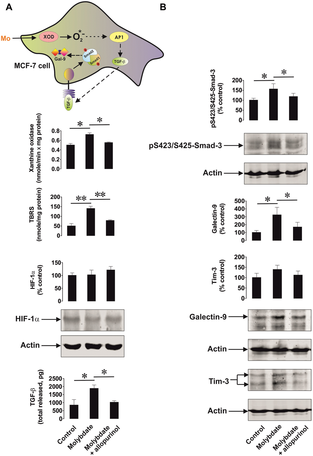 Xanthine oxidase activation leads to increased oxidative stress and upregulation of the TGF-β/Smad3 pathway as well as galectin-9 expression. MCF-7 human breast cancer cells were exposed to ammonium molybdate for 24 h to induce xanthine oxidase activity in the absence or presence of the xanthine oxidase inhibitor allopurinol. Xanthine oxidase activity, TBRS levels, HIF-1α accumulation, secreted TGF-β (A), and cell-associated phospho-S423/S425-Smad3, Tim-3 and galectin-9 (B) were analysed as outlined in the Materials and Methods. Images are from one experiment representative of four which gave similar results. Data are shown as mean values ± SEM of four independent experiments. * - p vs indicated events.