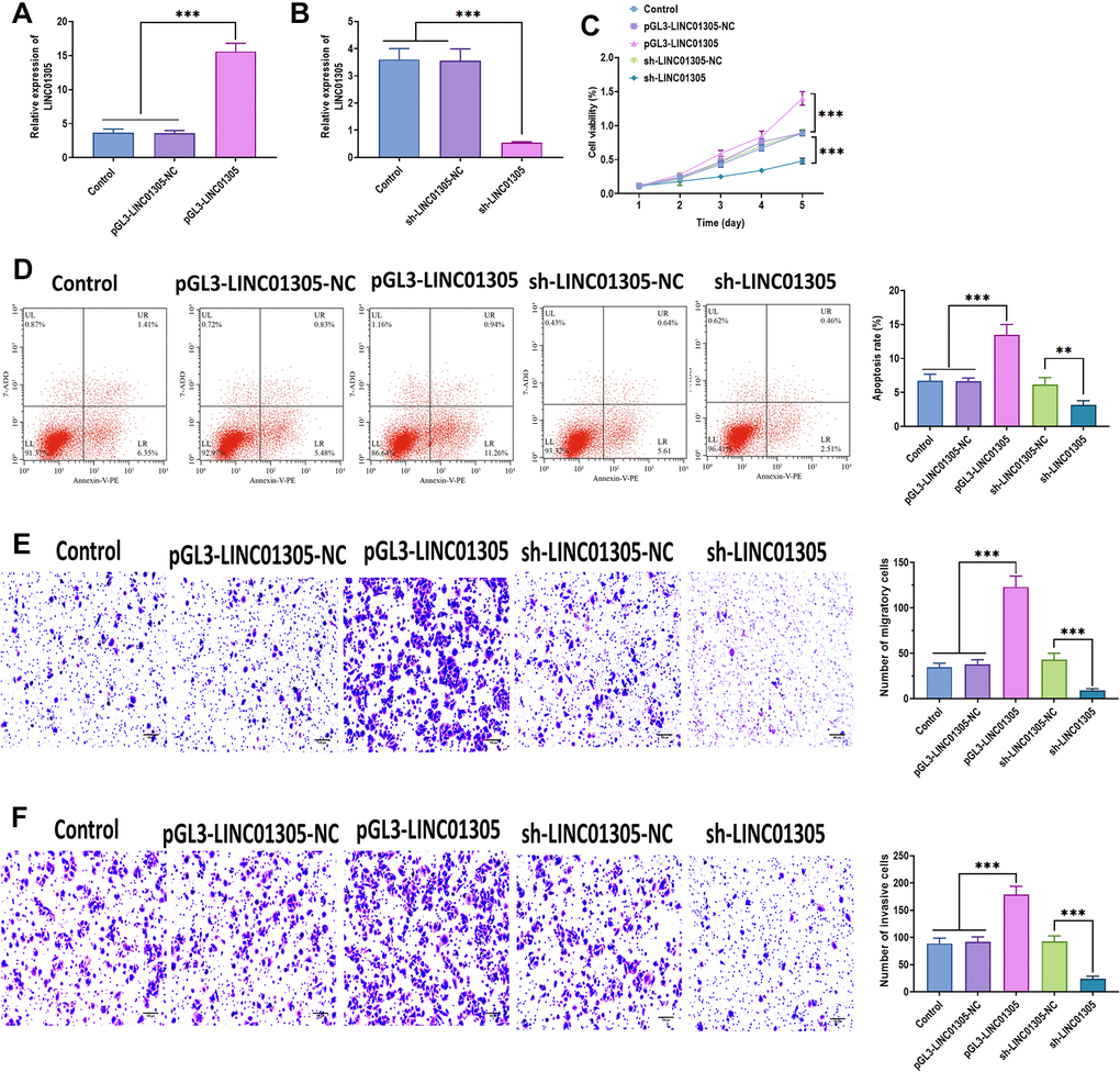 LINC01305 promotes the progression of CC. (A) Expression of LINC01305 in C-33A cells transfected with lentiviral LINC01305-expressing vectors. (B) Expression of LINC01305 in C-33A cells transfected with lentiviral shRNA of LINC01305. (C) Cell viability of C-33A cells with overexpression or silencing of LINC01305. (D) Apoptosis of C-33A cells with overexpression or silencing of LINC01305. (E) Migration of C-33A cells with overexpression or silencing of LINC01305. Scale bar = 100 μm. (F) Invasion of C-33A cells with overexpression or silencing of LINC01305. Scale bar = 100 μm. * P P P 