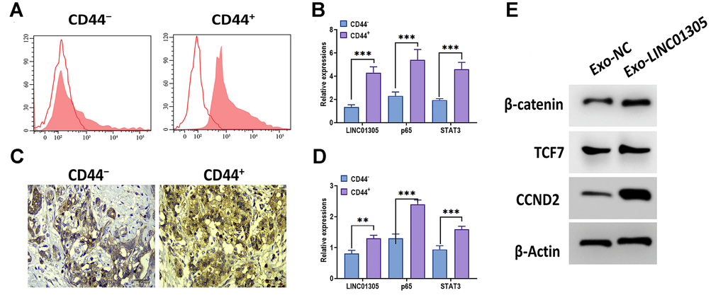 LINC01305 is involved in the stemness of CC. (A) Identification of CD44 negative and positive cells from patients with CC. (B) Expressions of LINC01305, p65, and STAT3 in CD44-negative or positive cells. (C) Expression of CD44 in CC tissues. Scale bar = 30 μm. (D) Expression of LINC01305, p65, and STAT3 in CD44-negative or positive tissues. (E) Protein expressions of β-catenin, TCF7, and CCND2 in C-33A cells cocultured with exosomes derived from C-33A cells with overexpression of LINC01305. * P P P 