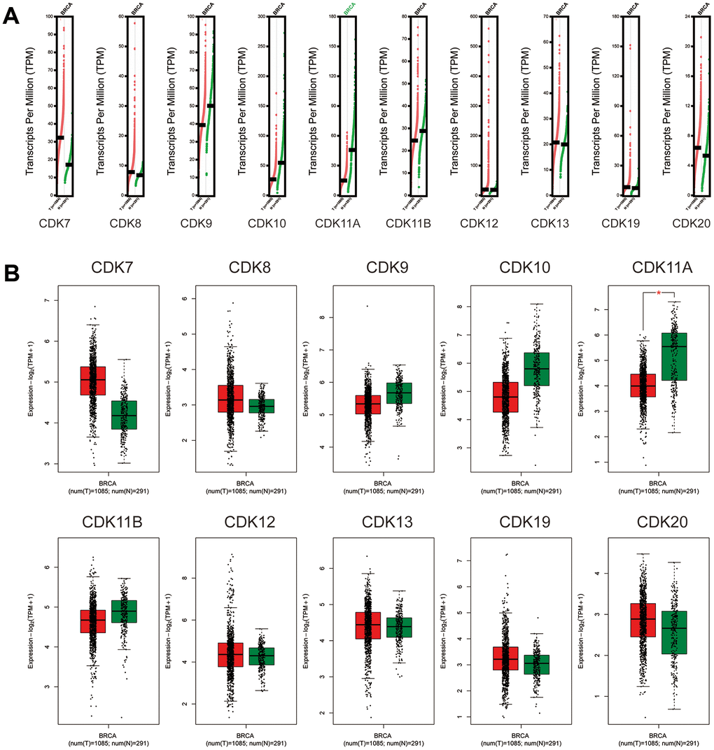 Expression of TA-CDK mRNAs in breast cancer (GEPIA2). (A) Scatter diagram. (B) Box plot. *P 