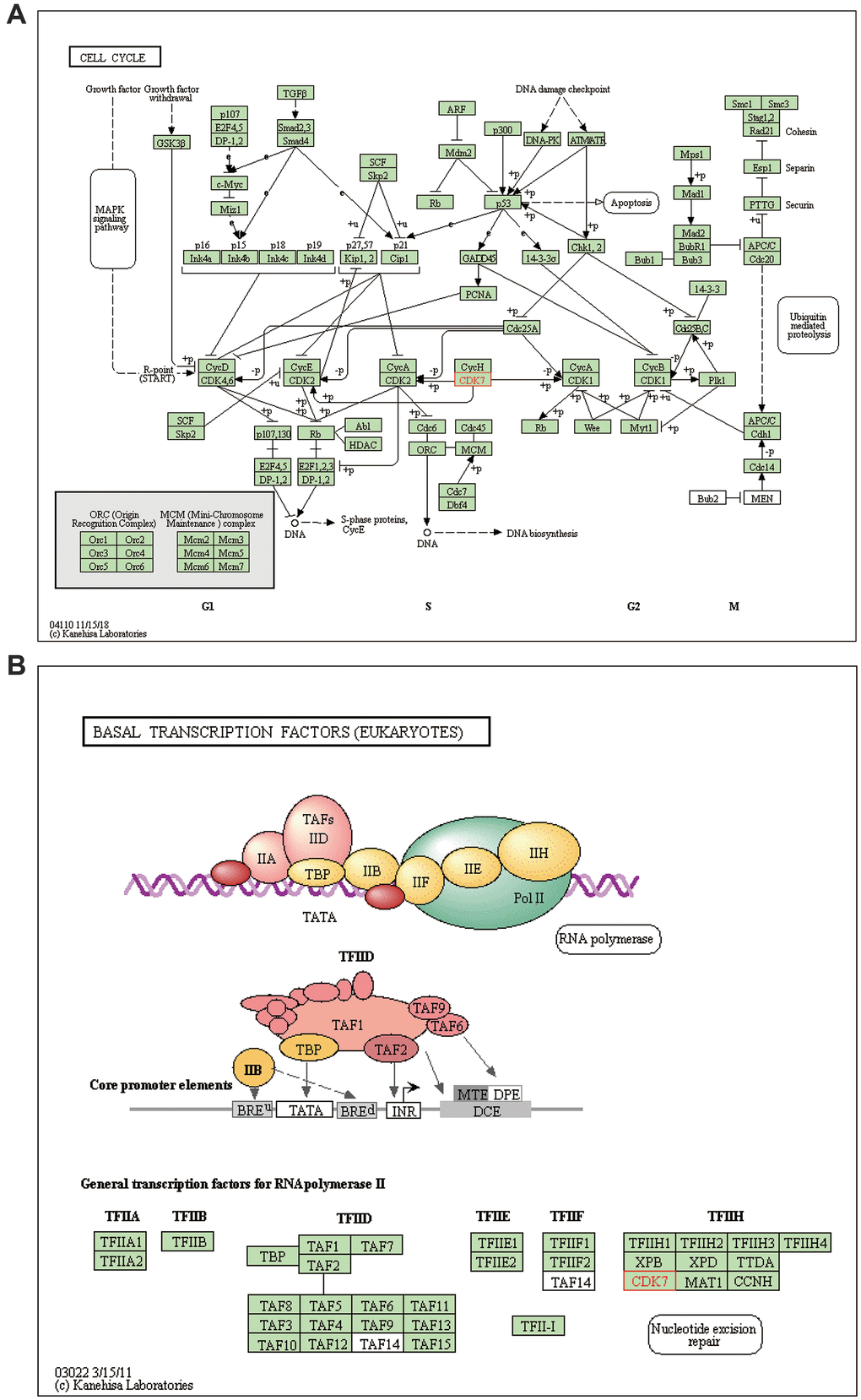 Regulatory actions of TA-CDKs in breast cancer. (A) Cell cycle processes/pathways. (B) Pathways involving basal transcription factors.
