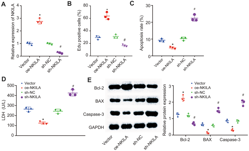 NKILA promotes proliferation and inhibits apoptosis of injured neurons. The injured neurons were introduced with oe-NKILA, sh-NKILA, vector or sh-NC. (A) NKILA expression in injured neurons after treatment measured by RT-qPCR. (B) cell proliferation of injured neurons after treatment measured by EdU assay. (C) quantitative analysis for cell apoptosis of injured neurons after treatment measured by flow cytometry. (D) LDH content in injured neurons after treatment. (E) protein expression of apoptosis-related factors (Bcl-2, Bax and Caspase-3) in injured neurons after treatment measured by Western blot analysis. * p p 