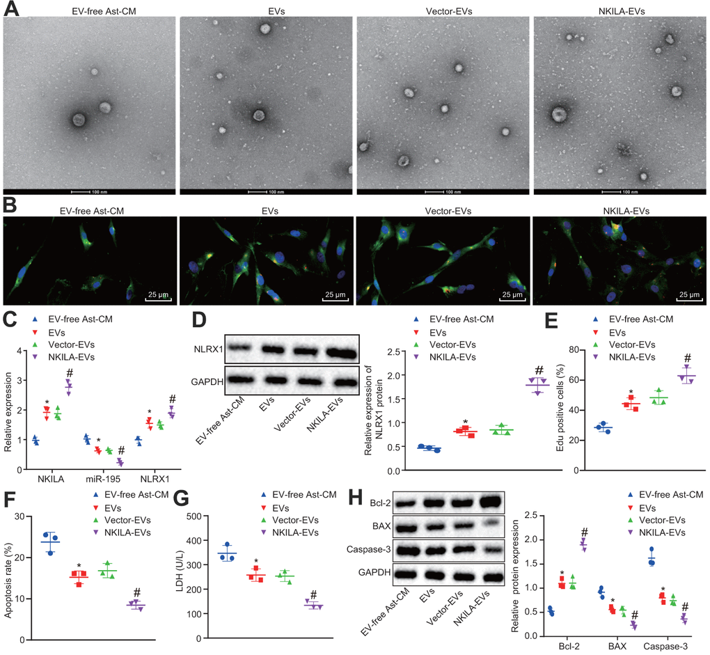 NKILA delivered by astrocyte-derived EVs promotes neuron recovery by increasing NLRX1 expression via miR-195 in vitro. The injured neurons were treated with NKILA-EVs and vector-EVs. (A) observation of EVs released by astrocyte under an electron microscope (scale bar: 100 nm). (B) microscopic views of uptake of EVs by neurons (× 400). (C) expression of NKILA, miR-195 and NLRX1 in injured neurons measured by RT-qPCR. (D) protein expression of NLRX1 in injured neurons measured by Western blot analysis. (E) cell proliferation of injured neurons after treatment measured by EdU assay. (F) quantitative analysis for cell apoptosis of injured neurons after treatment measured by flow cytometry. (G) LDH content in injured neurons after treatment. (H) expression of Bcl-2, Bax and Caspase-3 in injured neurons after treatment measured by Western blot analysis. * p p t test was used for comparison between two groups. One-way ANOVA, followed by Tukey’s post-hoc test, was used for multi-group comparisons. The cell experiment was repeated three times.