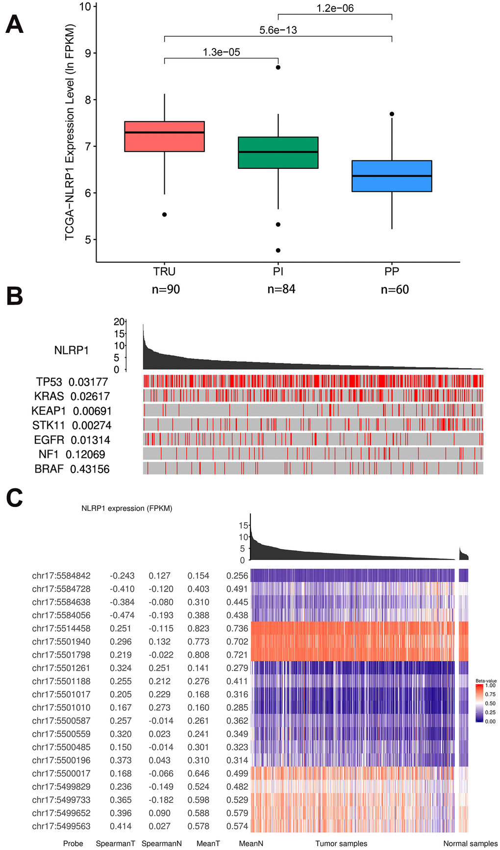 Relations of NLRP1 expression with other parameters (TCGAportal). (A) NLRP1 expression in the new different subgroups of LUAD. The subgroup of PP had a significantly lower expression level. (B) The mutation status of several cancer-related genes with high mutation probabilities in LUAD correlated highly with the expression of NLRP1. (C) The methylation levels at multiple sites on chromosome 17 correlated highly with NLRP1 expression. TRU, terminal respiratory unit; PI, proximal inflammatory; PP, proximal proliferative; chr 17, chromosome 17.