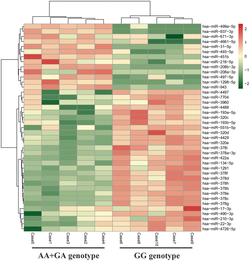 Heatmap of DE exo-miRs between different genotypes of KATP rs11046182 in subjects with elevated Apo B serum levels (≥ 80 mg/dL).