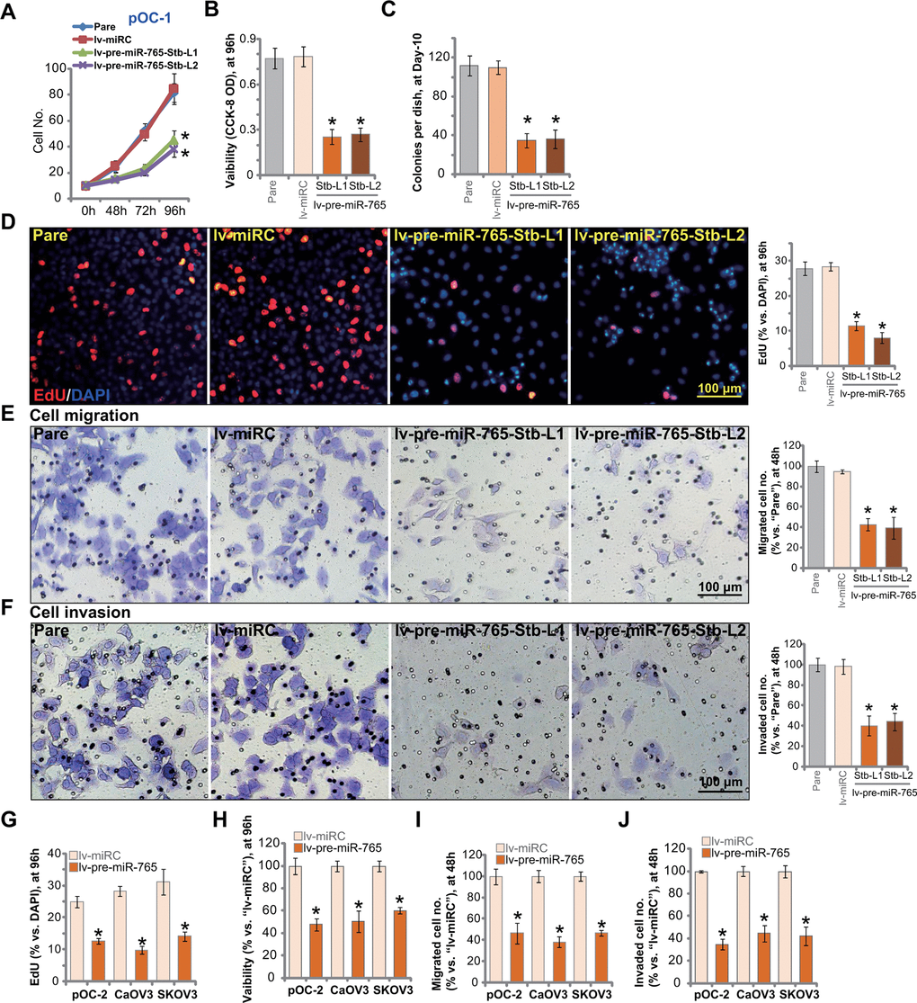 Ectopic overexpression of miR-765 induces significant anti-ovarian cancer cell activity. Primary ovarian cancer cells (pOC-1 and pOC-2) (A–J) or established cell lines (CaOV3 and SKOV3) (G–J) were transduced with the lentiviral construct encoding pre-miR-765 sequence (lv-pre-miR-765) or scramble non-sense miRNA (lv-miRC). After selection by puromycin stable cells were established. Cells were further cultured for applied time periods, cell growth (A), cell viability (CCK-8 OD, B, H), colony formation (C) and proliferation (by counting EdU-positive nuclei ratio, D, G), as well as cell migration (“Transwell” assays, E, I) and invasion (“Matrigel Transwell” assays, F, J) were tested, and results quantified. “Pare” stands for the parental control cells. For each assay, n=5 (five replicate well/dishes). Data were presented as mean ± standard deviation (SD). * p D–F).