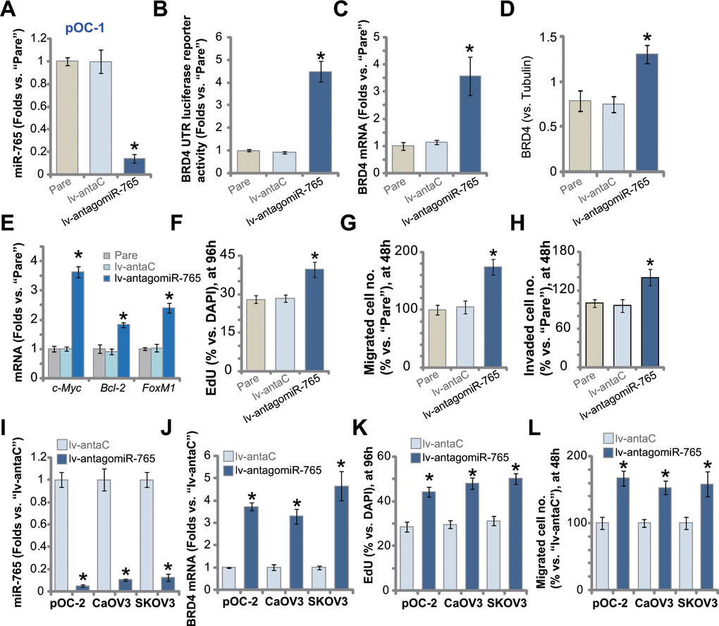 miR-765 inhibition upregulates BRD4 and promotes ovarian cancer cell proliferation. Primary ovarian cancer cells (pOC-1 and pOC-2) (A–L) or the established cell lines (CaOV3 and SKOV3) (I–L) were transduced with the lentiviral construct encoding the anti-sense of miR-765 precursor (lv-antagomiR-765) or control anti-sense sequence (lv-antaC), stable cells were established with selection by puromycin. Expression of miR-765 and listed genes was tested by qPCR and Western blotting assays (A, C–E, I, J), with results quantified; the relative BRD4 UTR luciferase reporter activity was tested as well (B). Cell proliferation (by counting EdU-positive nuclei ratio, F, K), cell migration (“Transwell” assays, G, L) and invasion (“Matrigel Transwell” assays, H) were tested, with results quantified. “Pare” stands for the parental control cells. For each assay, n=5 (five replicate well/dishes). Data were presented as mean ± standard deviation (SD). * p 