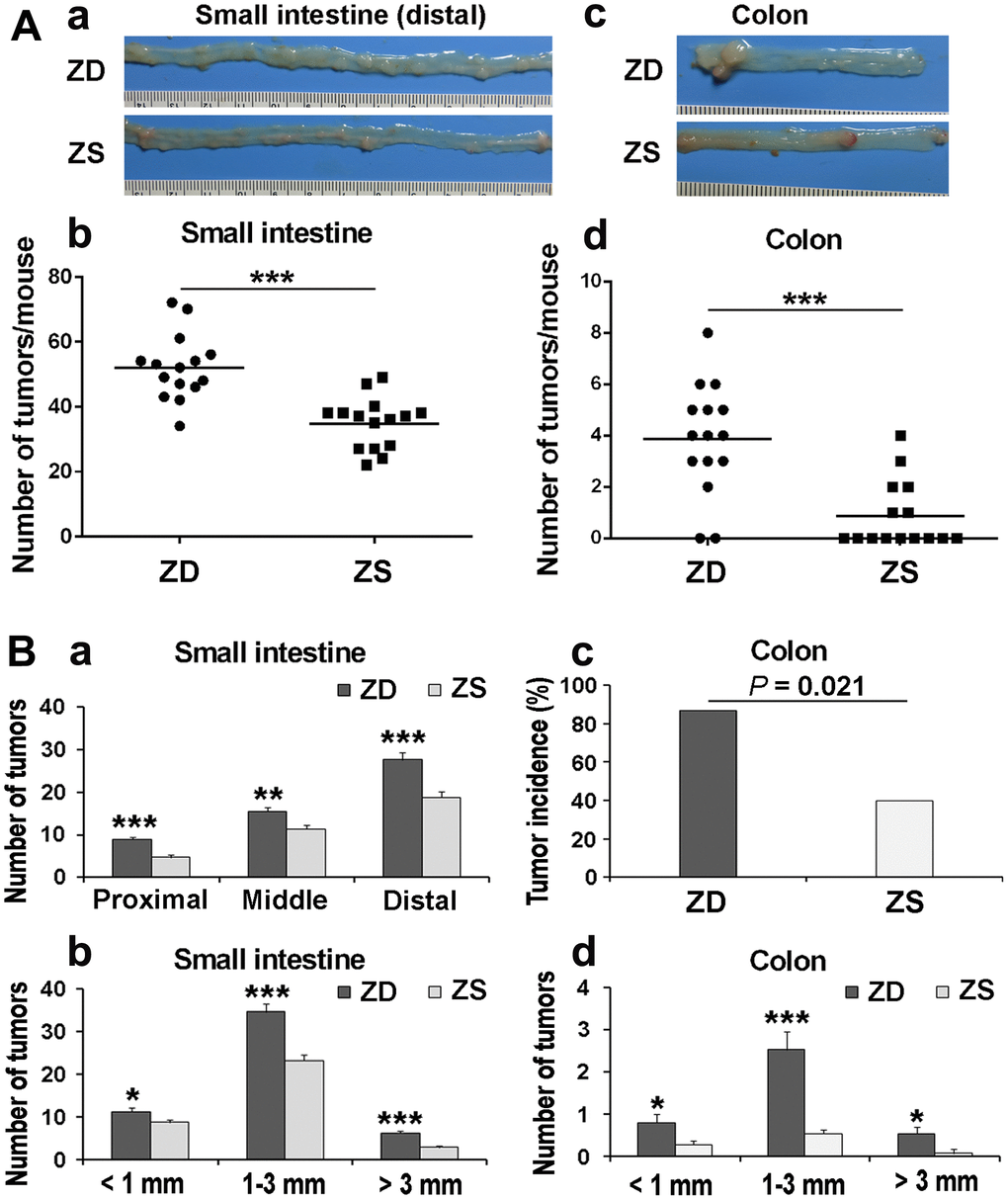 ZD promoted intestinal tumorigenesis in Apcmin/+ mice. (A) The tumor number in the small intestine and colon was calculated after 60 days of ZD or ZS diet fed. (a) Representative images of tumor in the distal small intestine. (b) Average tumor number is in the small intestine of per mouse. (c) Representative image of tumors in the colon. Numbers of tumors from the small intestine per mouse, each point represented one mouse. (d) Average tumor number is in the colon per mouse. Horizontal bars indicated the average number. (B) Effects of ZD on the tumor multiplicity in small intestine and colon of Apcmin/+. (a) Tumor number in proximal, middle, and distal small intestine was evaluated. (b) Tumor number in small intestine according to size was analyzed. (c) Tumor incidence of the colon in ZD and ZS groups was calculated. (d) Tumor number in colon according to size was analyzed. Data are shown as mean ±S.E.M., n=15. *P P 