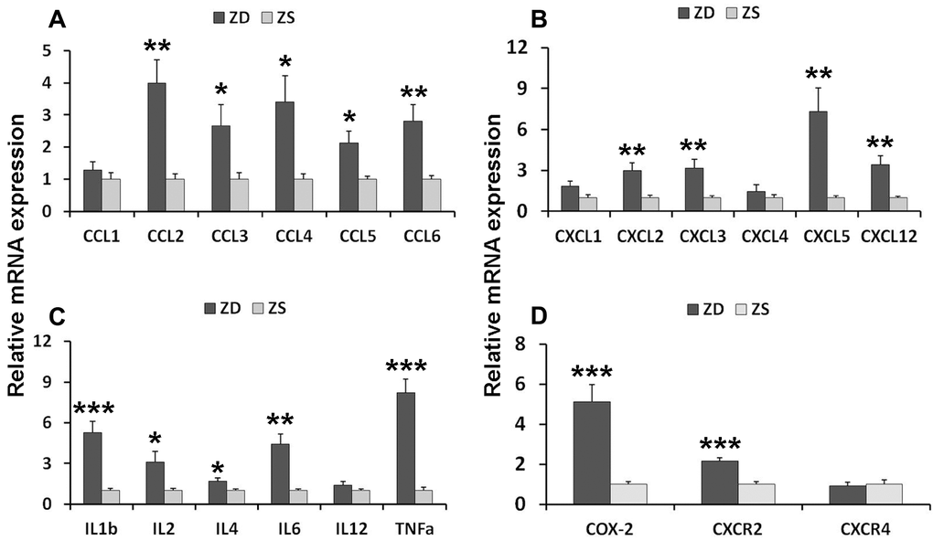 ZD induced mRNA expression of pro-inflammatory mediators in the colon of Apcmin/+ mice. (A) Expression of C-C motif chemokines mRNAs: CCL1, CCL2, CCL3, CCL4, and CCL5. (B) Expression of C-X-C motif chemokines mRNAs: CXCL1, CXCL2, CXCL3, CXCL5, and CXCL12. (C) Expression of interleukin mRNA: IL-1β, IL-2, IL-4, IL-6 and IL-12, and TNF-α. (D) Expression of COX-2, CXCR2, and CXCR4. Data are shown as mean ±S.E.M., n=6. *P P 