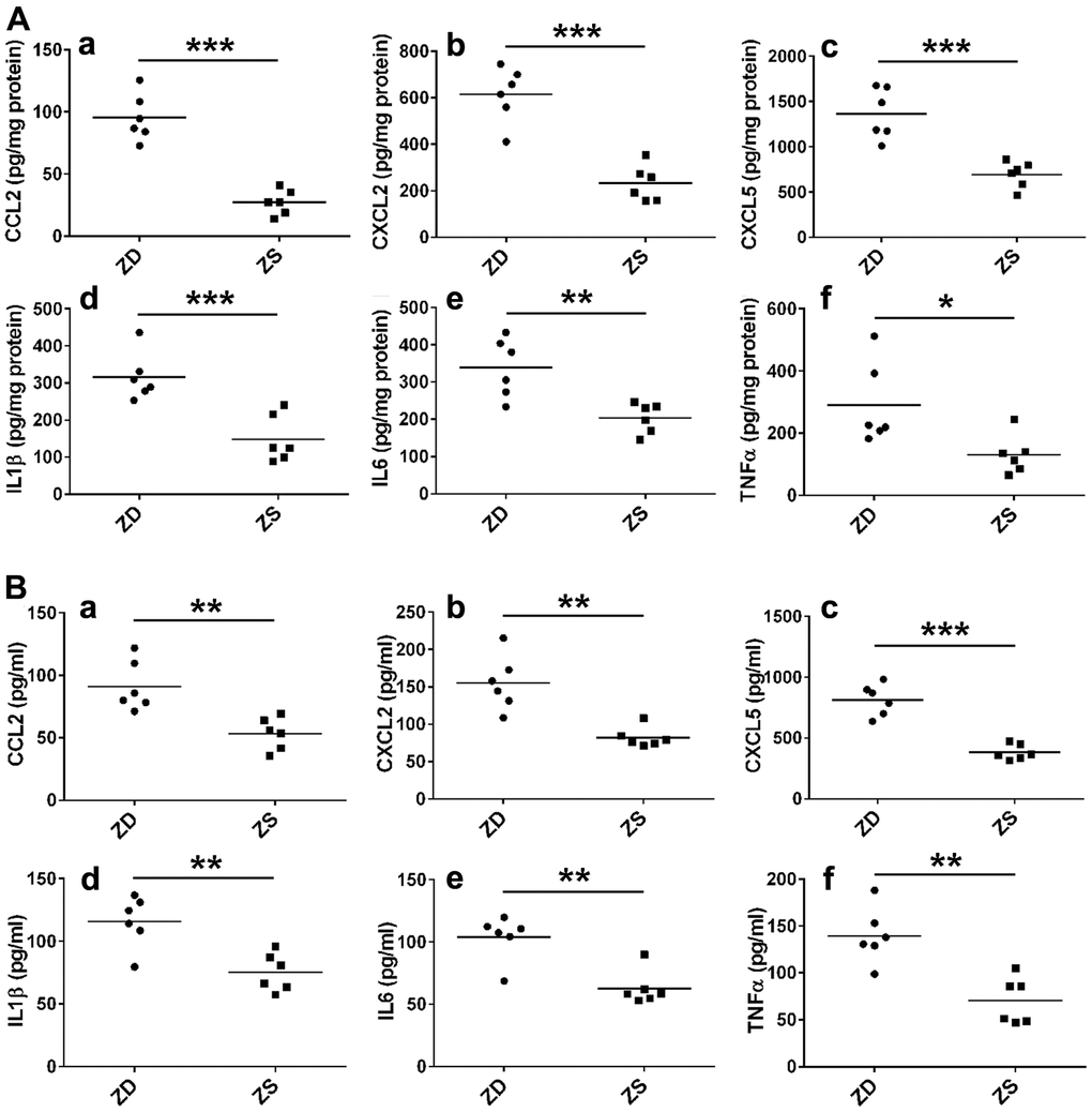 ZD promoted the inflammation. (A) ZD induced the protein pro-inflammatory mediators in the colon. CCL2, CXCL2, CXCL5, IL-1β, IL6, and TNF-α protein were measured by ELISA. (B) ZD induced the protein pro-inflammatory mediators in serum. CCL2, CXCL2, CXCL5, IL-1β, IL6, and TNF-α protein were measured by ELISA. Horizontal bars indicated the average protein levels. *P P P 