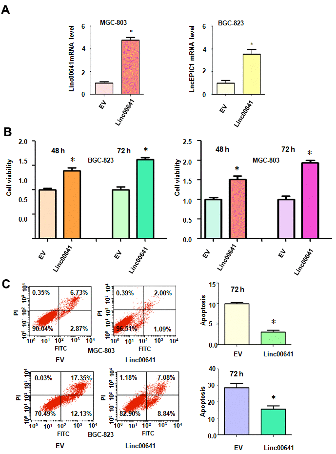 Effects of linc00641 overexpression on viability and apoptosis. (A) Linc00641 expression was detected by real-time PCR in gastric cancer cells after linc00641 lentivirus infection. (B) Cell viability was tested by MTT assays. Linc00641 overexpression increased the viability of the gastric cancer cells. (C) Left panel: Cell apoptosis was detected by flow cytometry in gastric cancer cells 72 hours after linc00641 lentivirus infection. Linc00641 overexpression suppressed the apoptosis of the gastric cancer cells. Right panel: Quantification of the apoptosis results. *P 