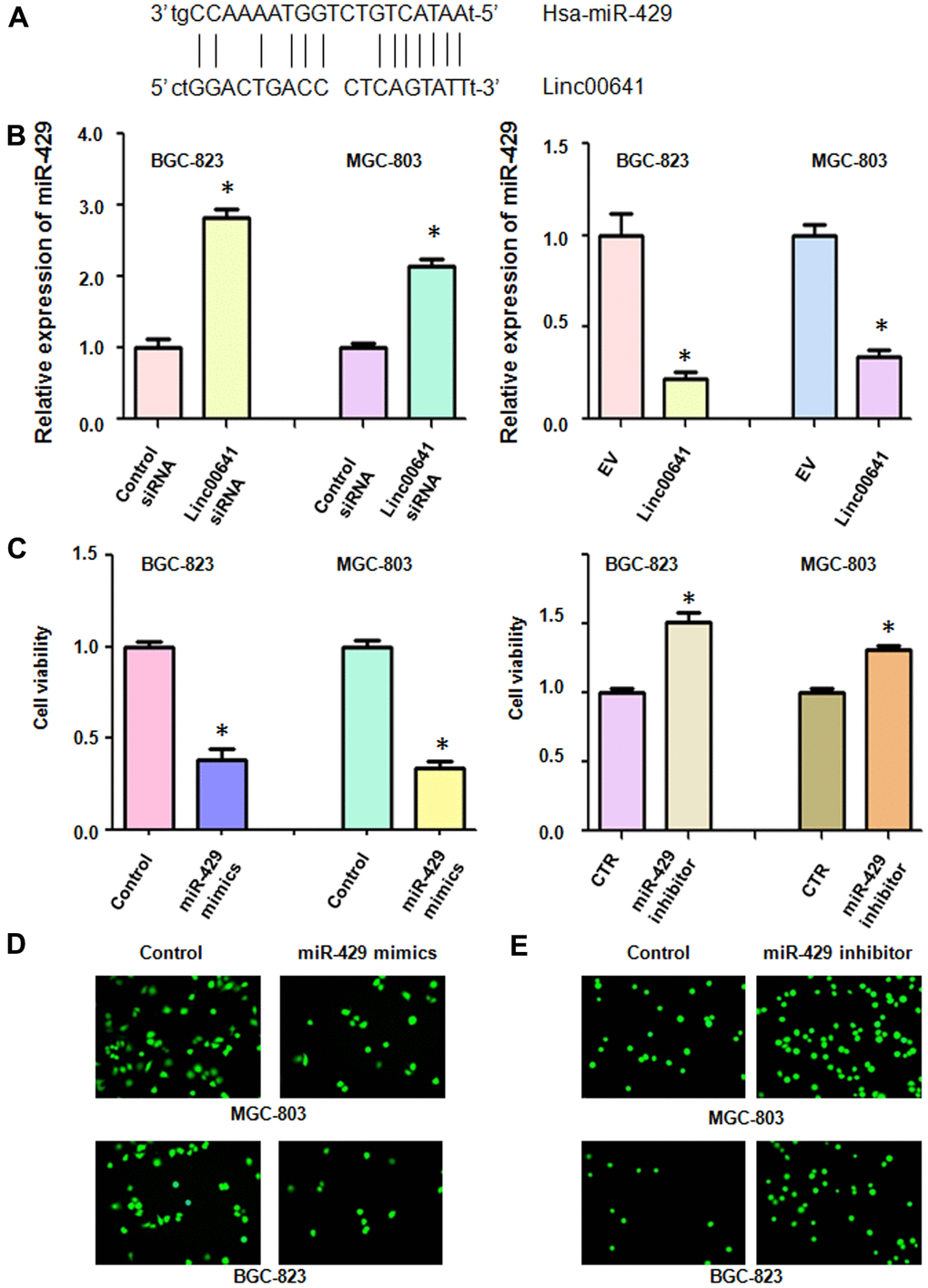 Linc00641 regulates the expression of miR-429. (A) The potential interaction between miR-429 and linc00641 is shown. (B) MiR-429 expression was detected by real-time PCR in gastric cancer cells with linc00641 modulation. (C) Cell viability was tested by MTT assays after miR-429 modulation. (D, E) The invasive ability of gastric cancer cells after linc00641 modulation was measured by Transwell invasion assays.