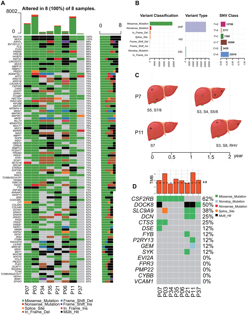 Landscape of mutation profiles of 8 followed-up HCC patients with recurrence risk. (A) Mutation information of Top 100 genes in each sample. Different colors and notes at the bottom represented types of mutations. (B) Summary of variant classification, variant type and SNV class information. (C) Time points of the recurrence of P7 and P11, and the location of the lesions. (D) TMB distribution of each patients and somatic mutation in immune-related genes among these HCC patients. TMB, tumor mutational burden; IF, Infiltration.