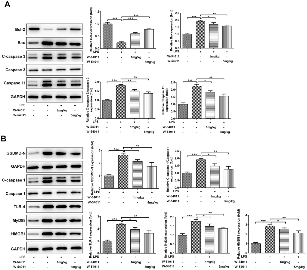 The effect of W-54011 on the expression of proteins related to apoptosis and pyroptosis in lung tissues. (A) The expression of apoptosis-related proteins including Bcl-2, Bax, Caspase 3 and Caspase 11 in different groups was detected using western blotting. (B) The expression of pyroptosis-related proteins including GSDMD, Caspase 1, TLR-4, MyD88 and HMGB1 in different groups was dissected using western blotting. The bar graphs represent the mean gray value of the protein bands after normalized to GAPDH. All data was achieved from 3 times independent replicated experiments. n = 7. *P **P ***P 