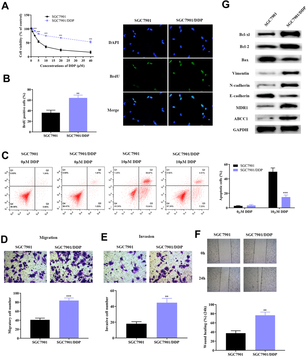 Construction of DDP-resistant GC cell line (SGC7901/DDP). (A) Cell viability assay demonstrated higher survival rate of SGC7901/DDP compared to normal SGC7901 cell line upon treatment with DDP. (B) BrdU assay showed that the DDP-resistant SGC7901 cell line had significantly higher survival rate compared to parental SGC7901. (C) Results from flow cytometry showed that the apoptotic rate of SGC7901/DDP cells was significantly lower compared to parental SGC7901. (D–E) Result of the transwell chamber assay indicated increased migration and invasion in SGC7901/DDP. (F) Result from the wound healing assay further verified the stronger invasive ability of SGC7901/DDP. (G) Result from western blot demonstrated lower apoptotic rate, stronger invasion and migration, increased drug resistance induced by higher expression of Bcl-2 family proteins, activation of EMT and overexpression of MDR1 and ABCC1 proteins, respectively. ***p