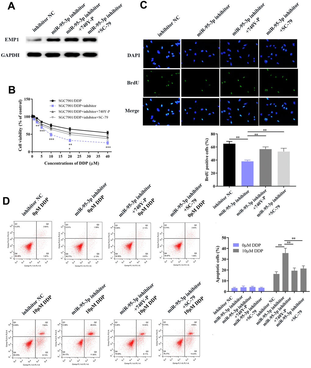 Activation of the PI3K/AKT pathway promoted DDP-resistant SGC7901 cell proliferation, invasion and migration through up-regulation of related neoplastic proteins (Bcl-xl and Bcl-2), EMT-related proteins and drug resistance-related proteins. (A, B) Transwell chamber assay indicated increased invasion and migration in the PI3K/AKT activator-treated group compared to the miR-95-3p inhibitor treated group. (C) Wound healing assay indicated that the PI3K/AKT activator significantly improved DDP-resistant SGC7901 cellular invasion. (D) Western blot results demonstrated that the use of a PI3K/AKT activator promoted oncogenic expression, and increase of EMT process-related proteins and drug resistance-related proteins. ***p