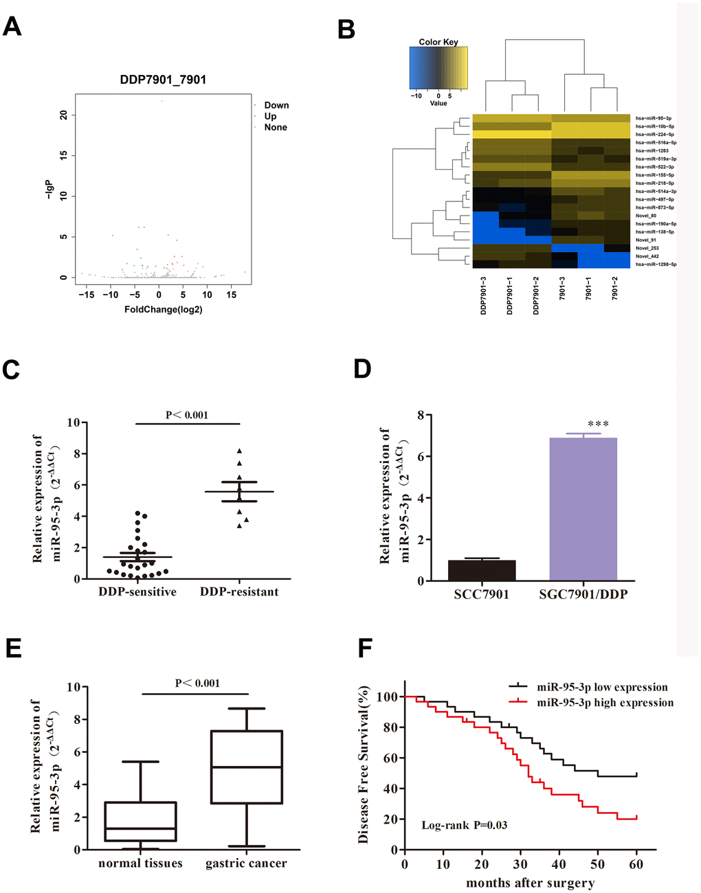 MiR-95-3p is a pathologic gene in DDP-resistant GC. (A) Volcano plot of the correlated gene of DDP-resistant SGC7901. (B) Heat map of DDP-resistant GC target gene. (C) Results from qRT-PCR indicated that miR-95-3p is overexpressed in DDP-resistant GC tissues compared to DDP-sensitive GC tissues. (D) qRT-PCR results indicated that miR-95-3p is highly expressed in DDP-resistant GC cell line. (E) qRT-PCR results indicated that expression of miR-95-3p is higher in gastric cancer tissues compared to paracancer tissues. (F) Low expression of miR-95-3p is associated with higher survival rate in gastric cancer patients. ***p