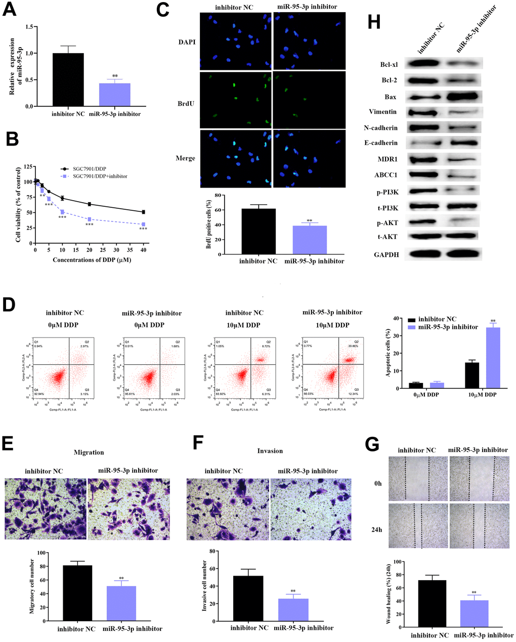 Down-regulation of miR-95-3p leads to decreased cell viability, weakened invasion and migration, and enhanced cell apoptosis. (A) Treatment with miR-95-3p inhibitor led to a decrease in expression of miR-95-3p. (B) MTT assay demonstrated that lower miR-95-3p levels led to weakened cell survival rate of DDP-resistant SGC7901. (C) BrdU assay results indicated that down-regulation of miR-95-3p reduced cell viability of DDP-resistant SGC7901. (D) Cellular apoptosis rate of DDP-resistant SGC7901. (E, F) Transwell assay results demonstrated lower cell invasion and metastasis of DDP-resistant SGC7901 upon down-regulation of miR-95-3p. (G) Wound healing assay suggested that down-regulation of miR-95-3p led to decreased invasion in DDP-resistant SGC7901. (H) Western blot assay helped examine the down-stream regulatory proteins of miR-95-3p. ***p