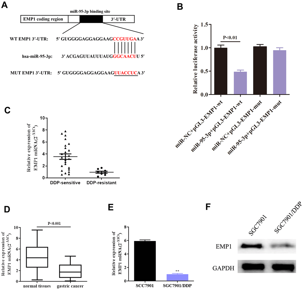 EMP1 and miR-95-3p directly interact. (A) In silico prediction through the miRanda database demonstrated the presence of a binding site of miR-95-3p on EMP1 sequence. (B) Results from dual luciferase activity validate direct interaction between miR-95-3p and EMP1. (C) QRT-PCR results indicate EMP1 is lowly expressed in DDP-resistant GC tissues. (D) QRT-PCR suggests that EMP1 is lowly expressed in GC tissues compared to normal adjacent tissues. (E, F) QRT-PCR and western blot assay suggest that EMP1 is down-regulated in DDP-resistant SGC7901 cell line. **p