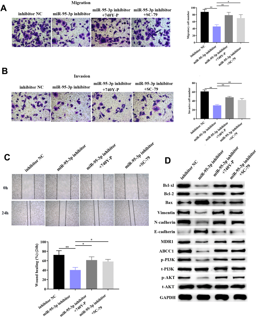 Activation of the PI3K/AKT pathway impaired DDP sensitivity among GC cells. (A) Activation of the PI3K/AKT pathway does not affect expression of EMP1. (B) Use of PI3K/AKT activation impaired GC cells’ sensitivity toward DDP compared to the miR-95-3p inhibitor treated group. (C) Result from the BrdU assay further indicated that PI3K/AKT activator significantly enhanced DDP-resistant cell survival rate compared to the miR-95-3p inhibitor-treated group. (D) Results from flow cytometry demonstrated that PI3K/AKT activator could conspicuously decrease cellular apoptosis rate compared to the miR-95-3p inhibitor treated group. ***p