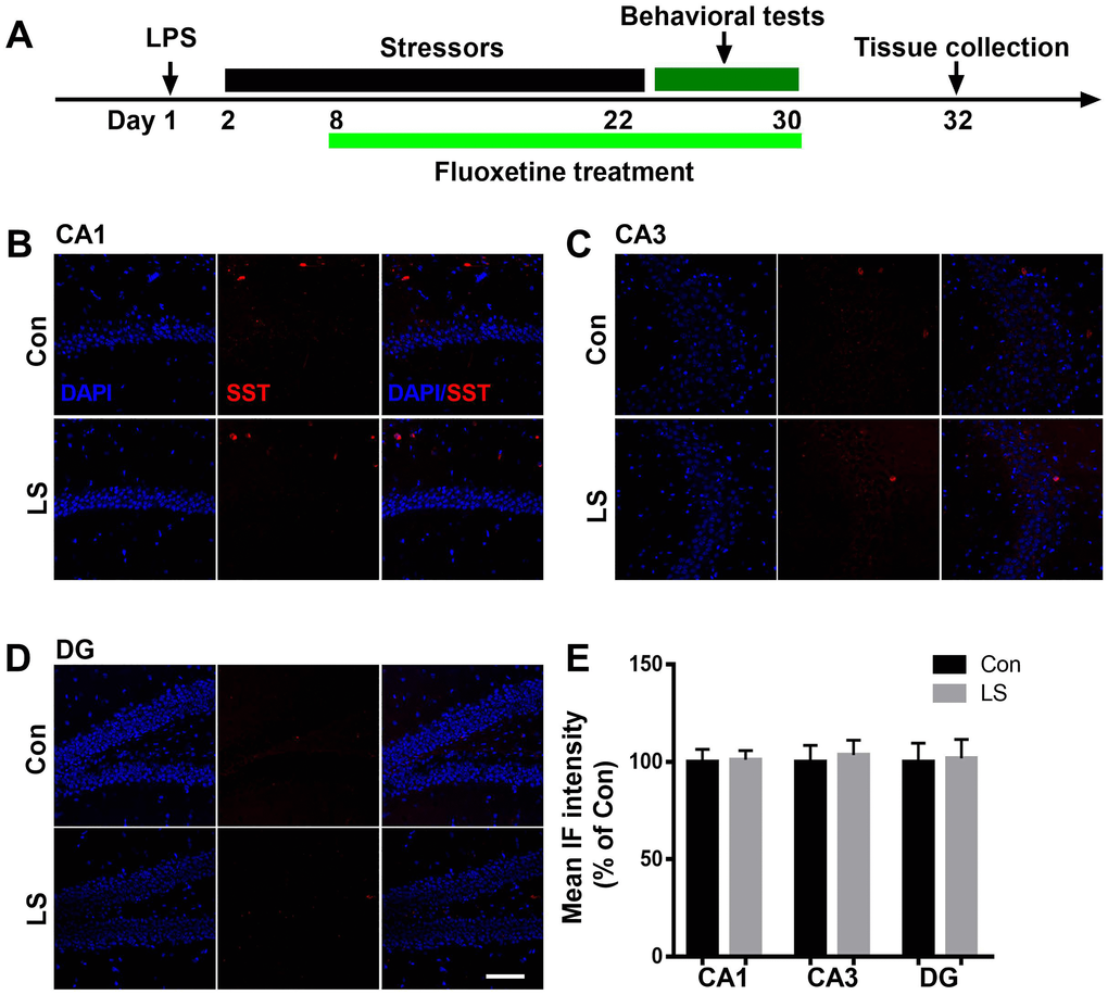 Combined stress did not affect SST level. (A) Schematic timeline of the experimental procedure. (B–D) Representative images of SST interneurons in all subregions of the hippocampus. (E) Quantification of mean SST immunofluorescence in the hippocampus. Data are shown as mean ± SEM (n = 4), scale bar = 100 μm. Con, control; LPS, lipopolysaccharide; Flu, fluoxetine; IF, immunofluorescence; LS, LPS + stress.