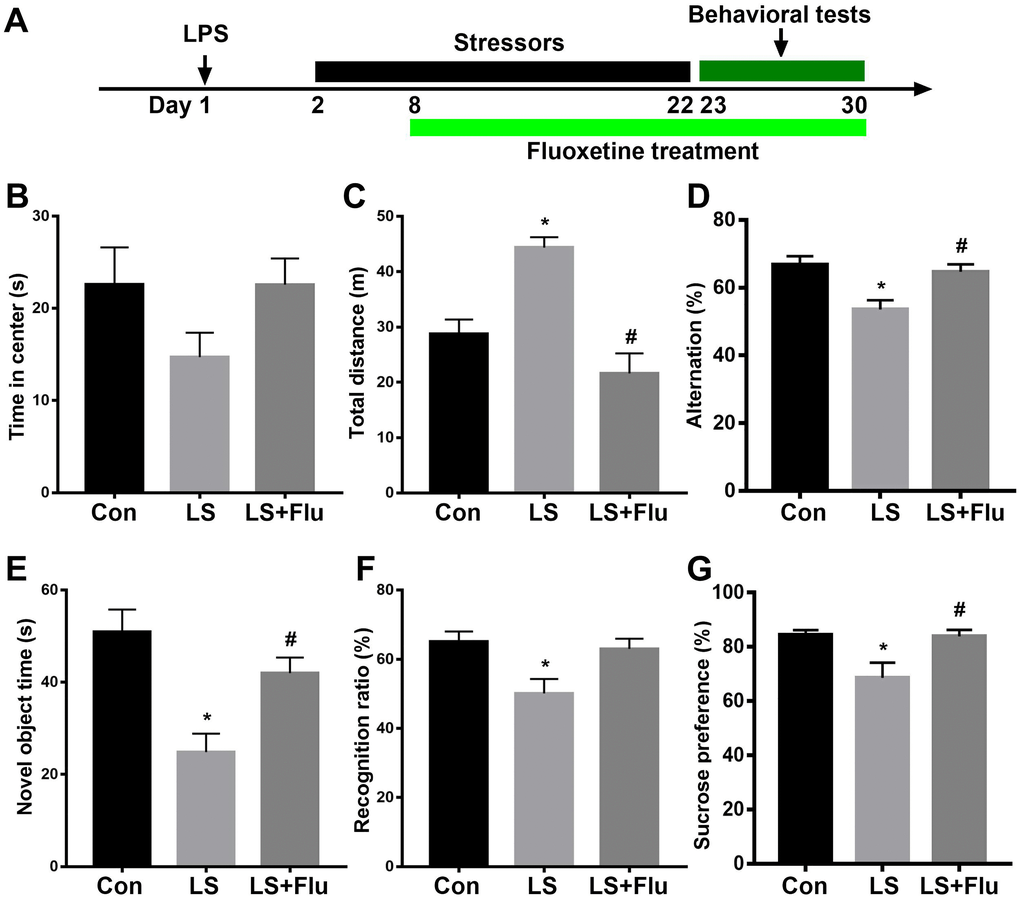 Abnormal behavioral outcomes induced by combined stress were reversed by fluoxetine treatment. (A) Schematic timeline of the experimental procedure. (B) There was no difference in time spent in the center in the open arena among groups. (C) Combined stress significantly increased distance travelled compared with control group, which was prevented by fluoxetine treatment. (D) Mice in LS group displayed significantly decreased spontaneous alteration than that in control group, which was reversed by fluoxetine treatment. (E) Combined stress induced significantly decreased time with the novel object, which was prevented by fluoxetine treatment. (F) Combined stress induced significantly decreased recognition ratio was not prevented by fluoxetine treatment. (G) Combined stress induced significantly decreased preference for sucrose was prevented by fluoxetine treatment. Data are shown as mean ± SEM (n = 12), *P #P 