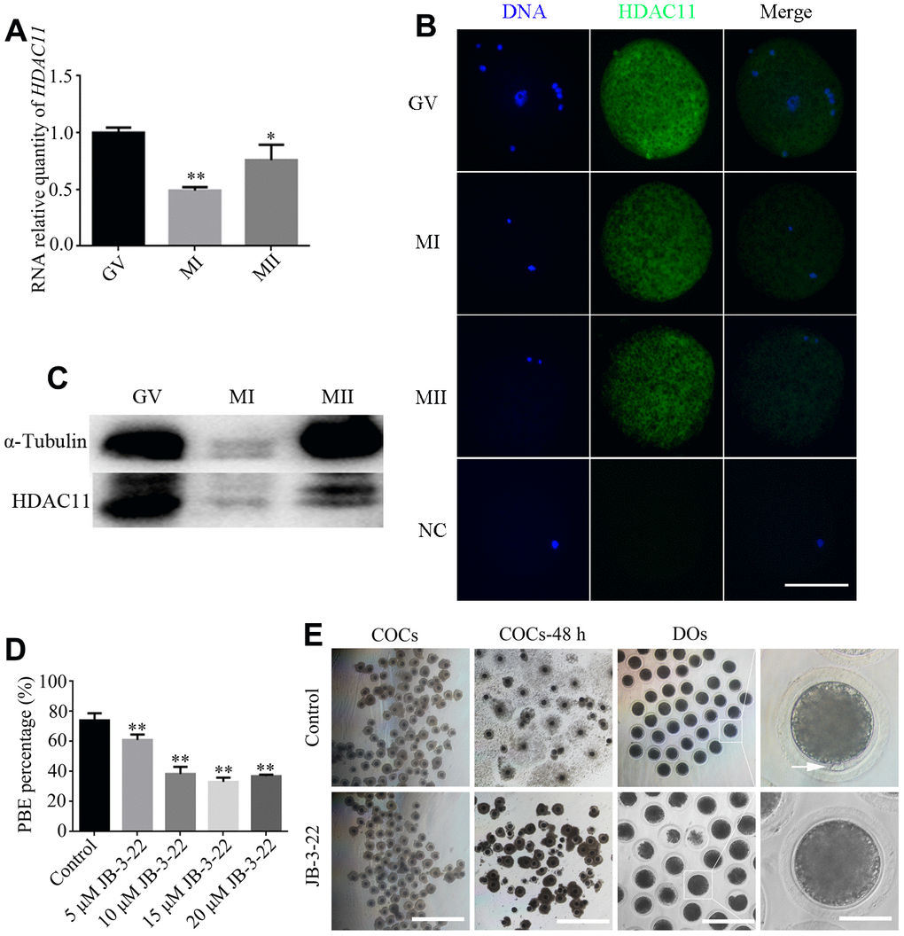 Effects of different doses of JB-3-22 on the porcine oocyte maturation. (A) mRNA expression of HDAC11 in porcine oocytes. GAPDH was used to normalize expression levels. The level of HDAC11 expression in GV oocytes was used as a calibrator (expression set to 1). (B) IF staining for HDAC11 protein in GV, MI and MII porcine oocytes. NC, negative control, MII oocyte stained with secondary antibody but not with primary antibody. Scale bar, 100 μm. (C) The results of Western blotting confirmed the expression of HDAC11 protein in porcine oocytes. (D) The rate of first polar extrusion (PBE) was recorded in control and different concentrations groups treated with JB-3-22 (5 μM, 10 μM, 15 μM, 20 μM) after culture for 44 h in vitro. (E) Typical image of oocyte maturation progression in control and JB-3-22 exposed oocytes. Cumulus cell expansion of oocyte complexes (COCs) and the PBE of denuded oocytes (DOs). Scale bar, 500 μm, 200 μm and 100 μm. The results represent the mean ± standard deviation of three independent experiments. * P 